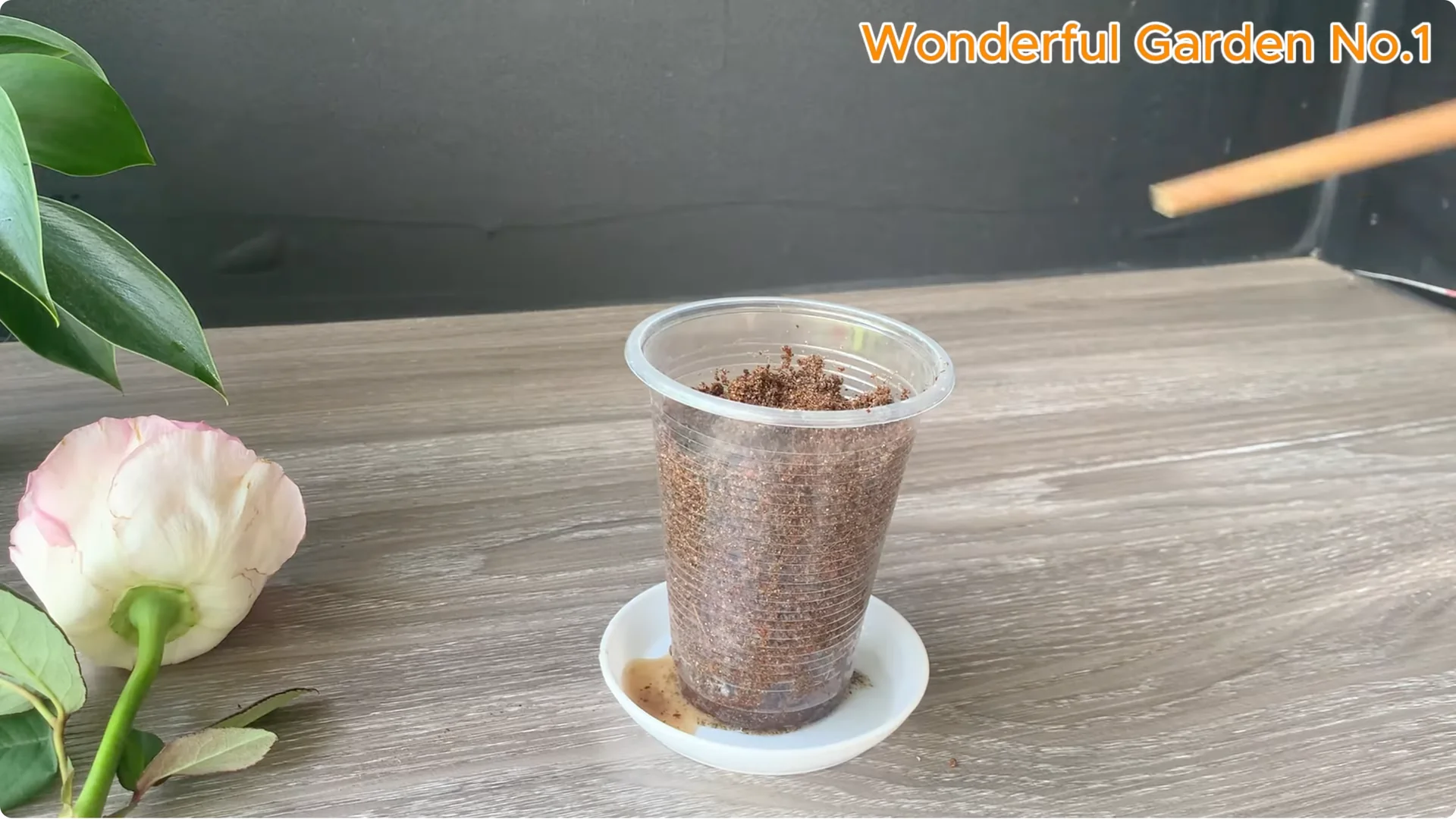 Why Is Just Lemon's Hip Branch Blooming So Beautifully? screenshot 18