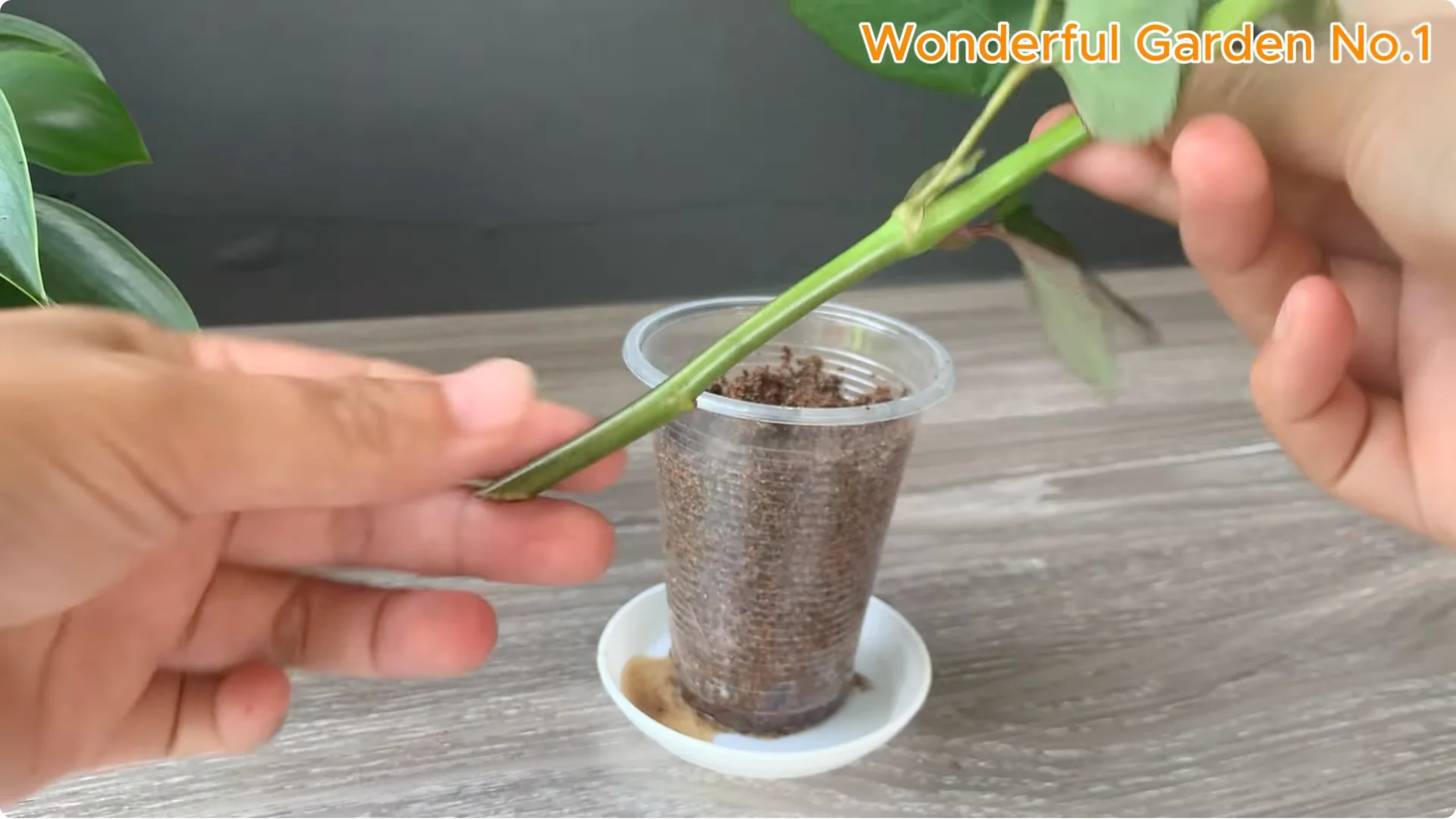 Why Is Just Lemon's Hip Branch Blooming So Beautifully? screenshot 19