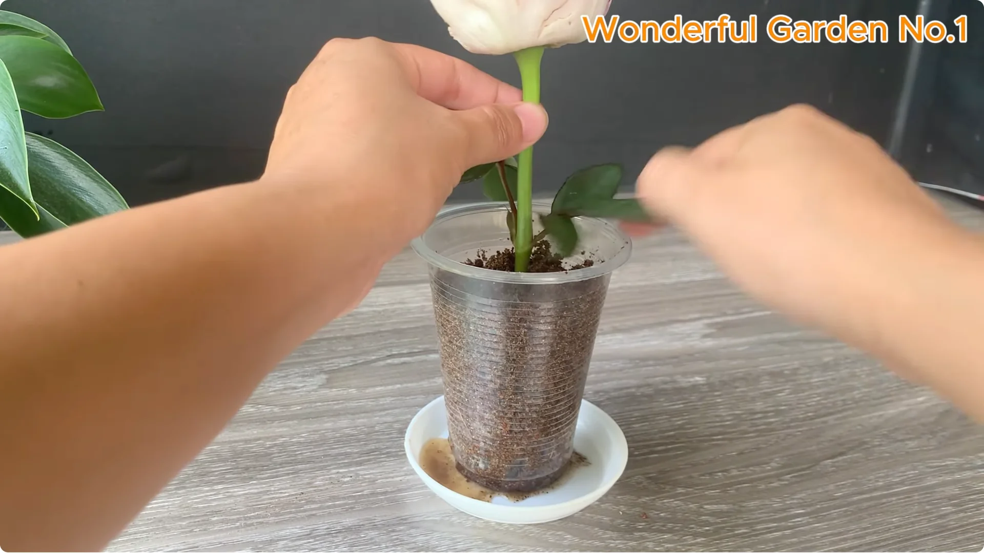 Why Is Just Lemon's Hip Branch Blooming So Beautifully? screenshot 20