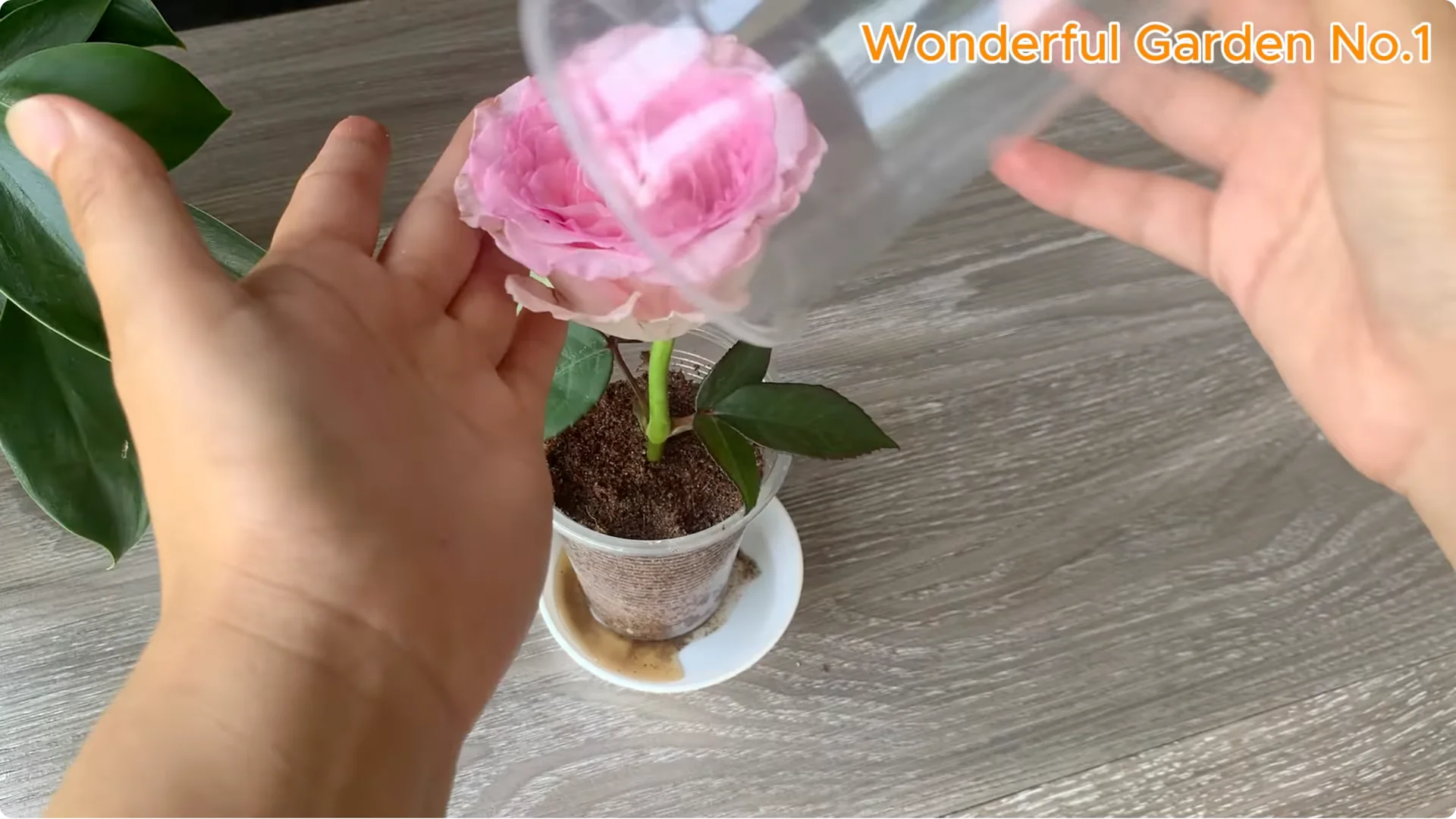 Why Is Just Lemon's Hip Branch Blooming So Beautifully? screenshot 21