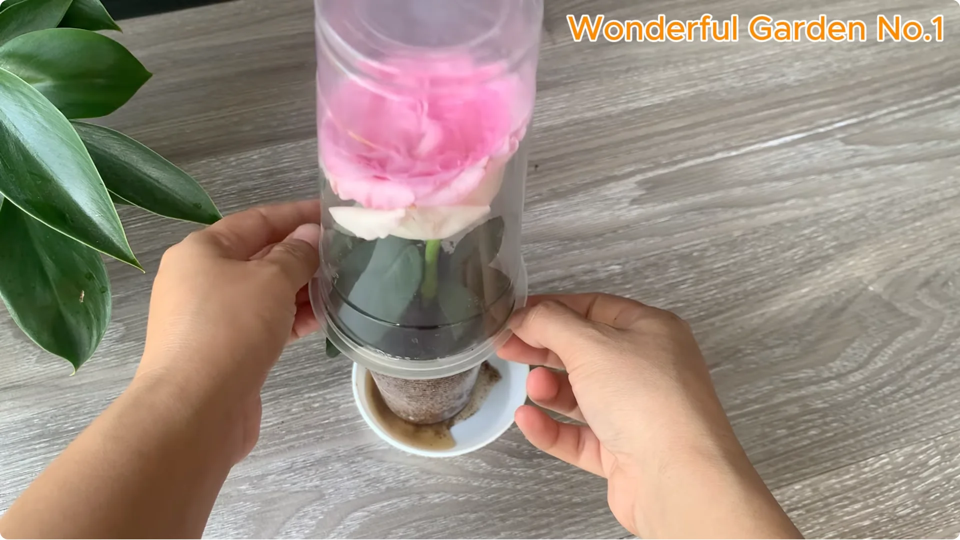 Why Is Just Lemon's Hip Branch Blooming So Beautifully? screenshot 22