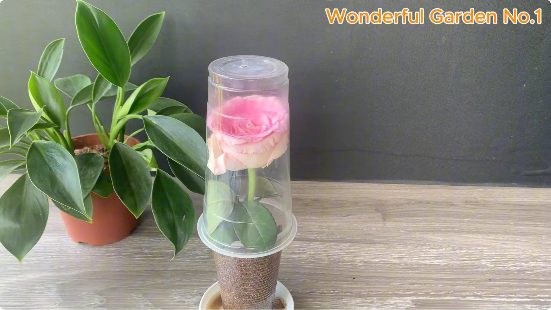 Why Is Just Lemon's Hip Branch Blooming So Beautifully? screenshot 24