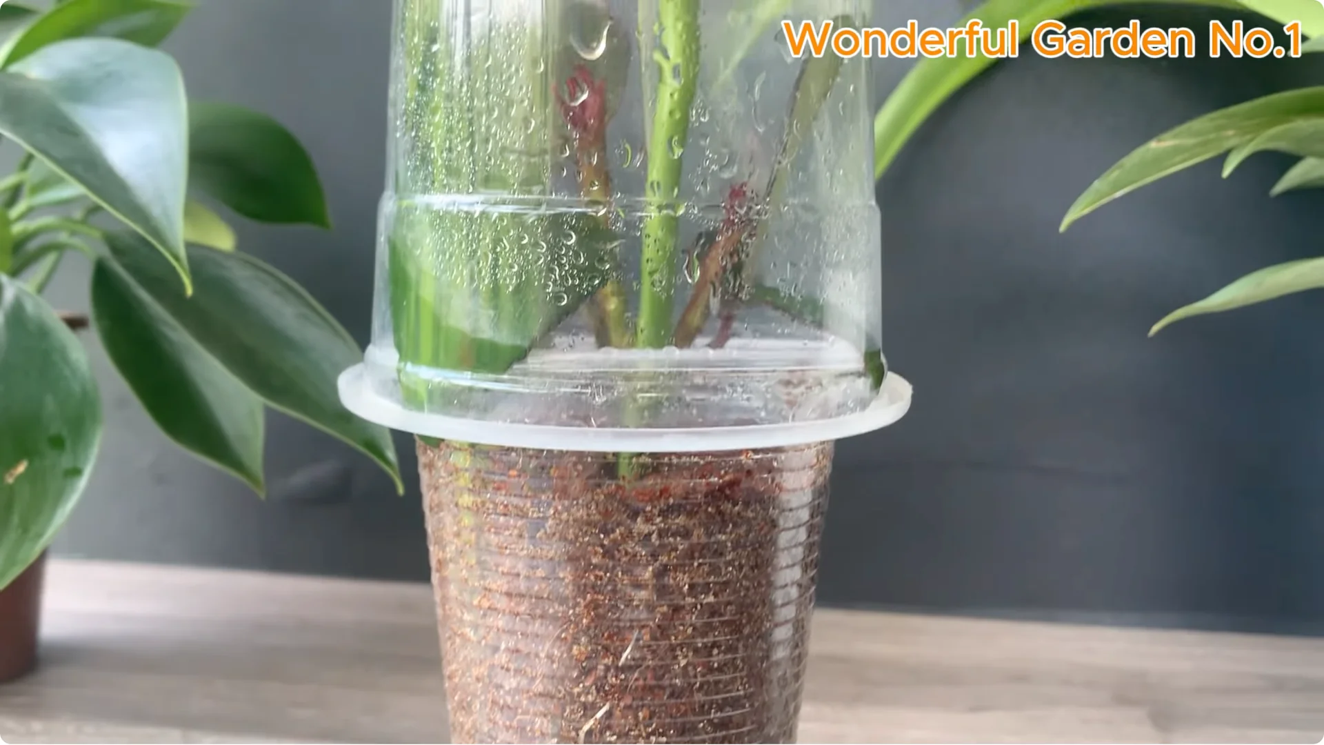 Why Is Just Lemon's Hip Branch Blooming So Beautifully? screenshot 25