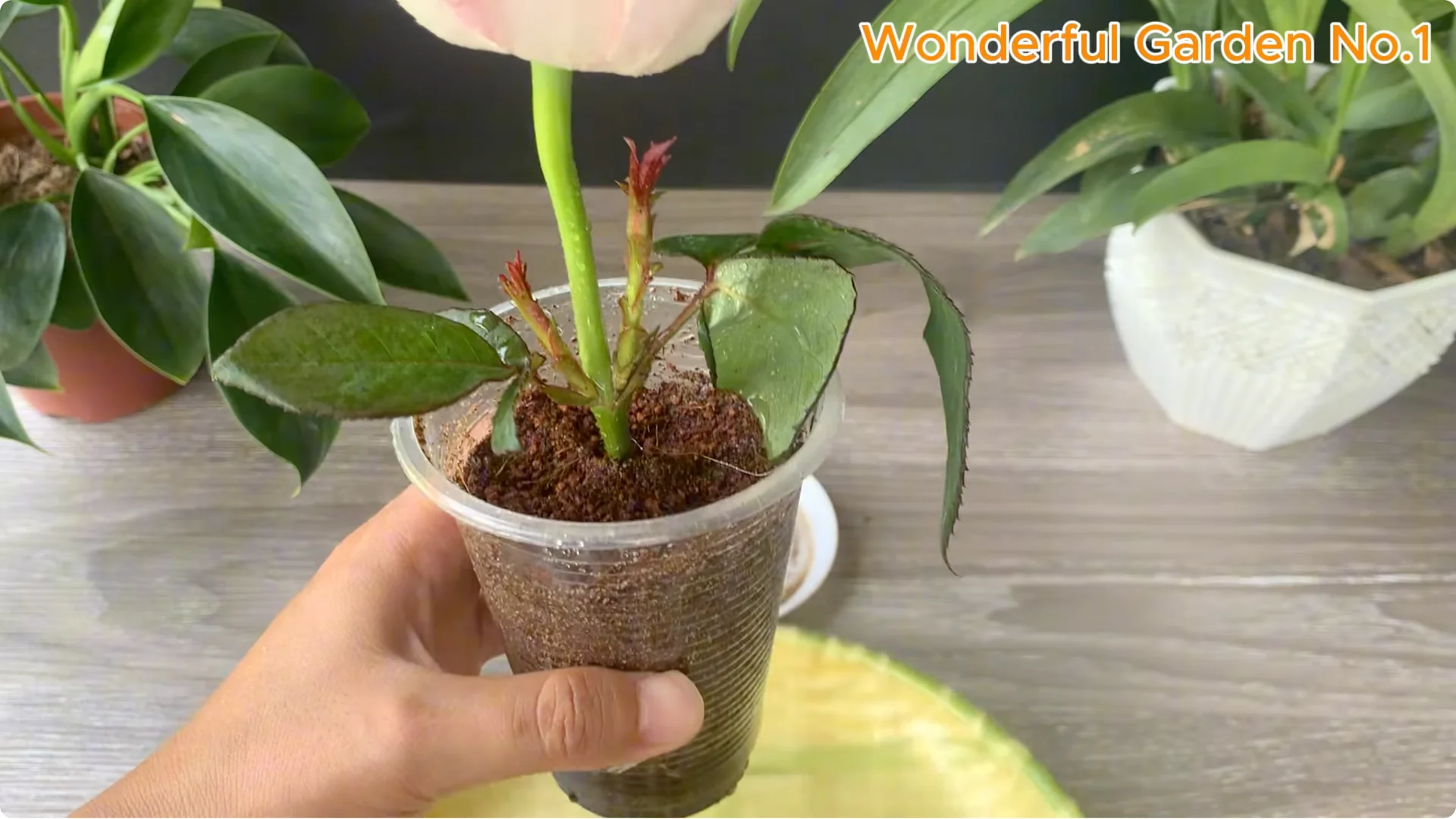 Why Is Just Lemon's Hip Branch Blooming So Beautifully? screenshot 26