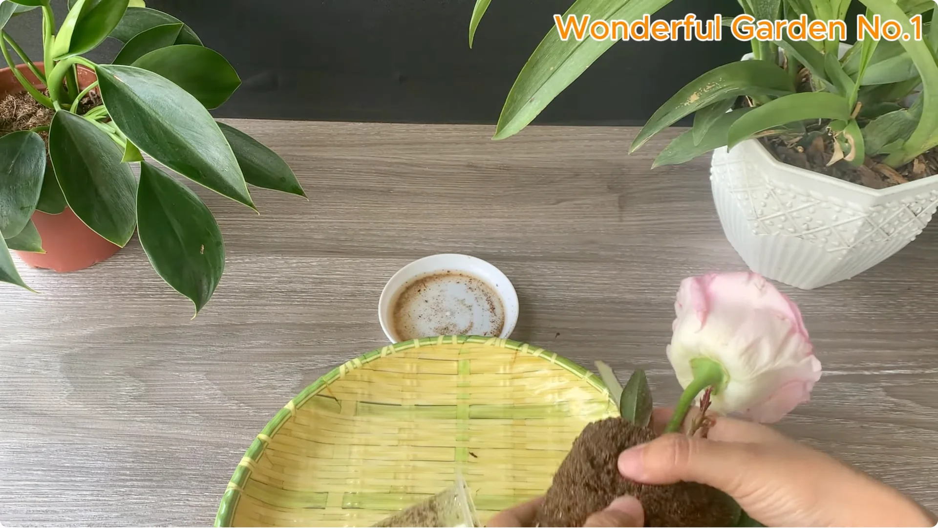 Why Is Just Lemon's Hip Branch Blooming So Beautifully? screenshot 27