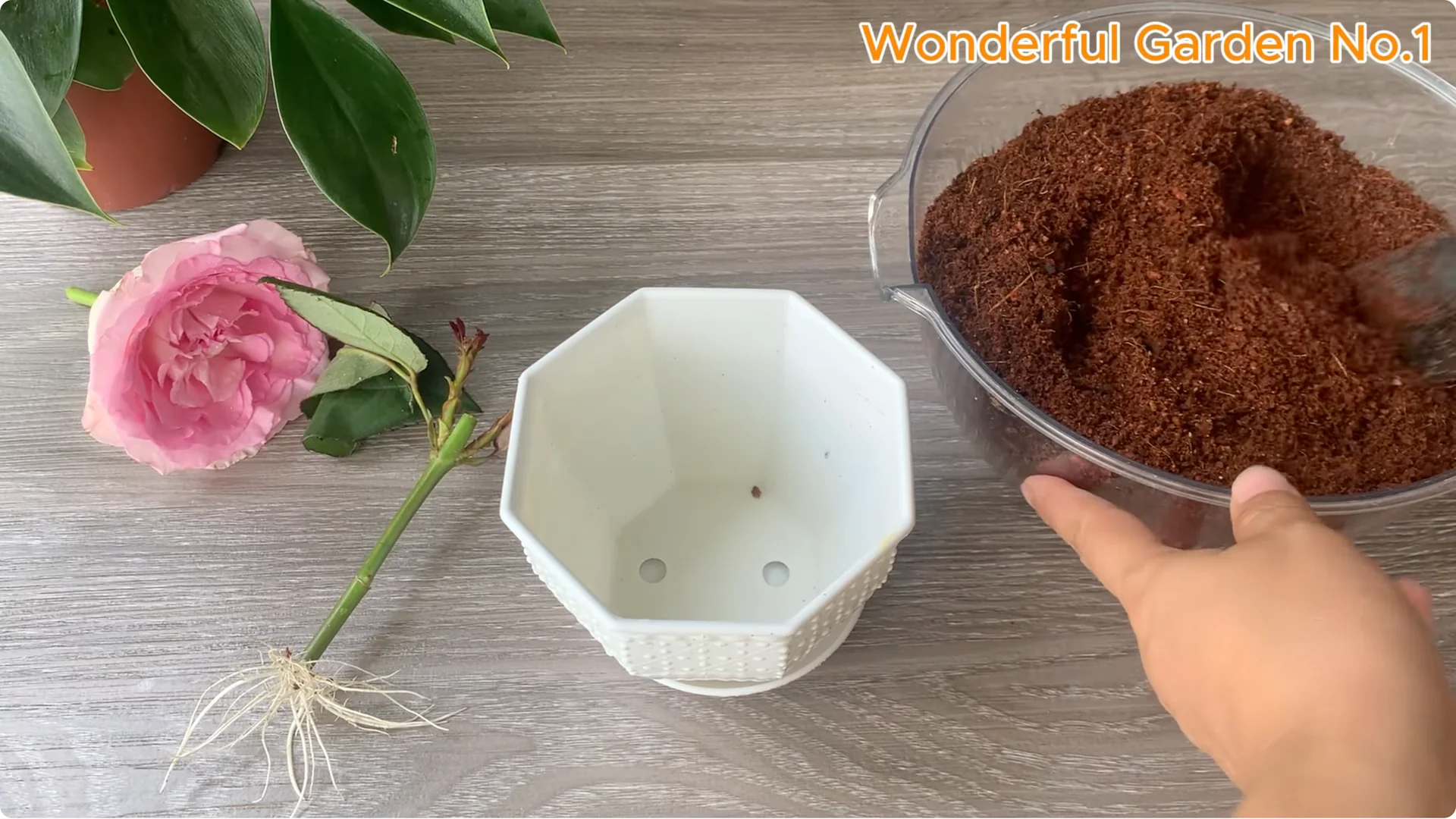 Why Is Just Lemon's Hip Branch Blooming So Beautifully? screenshot 28