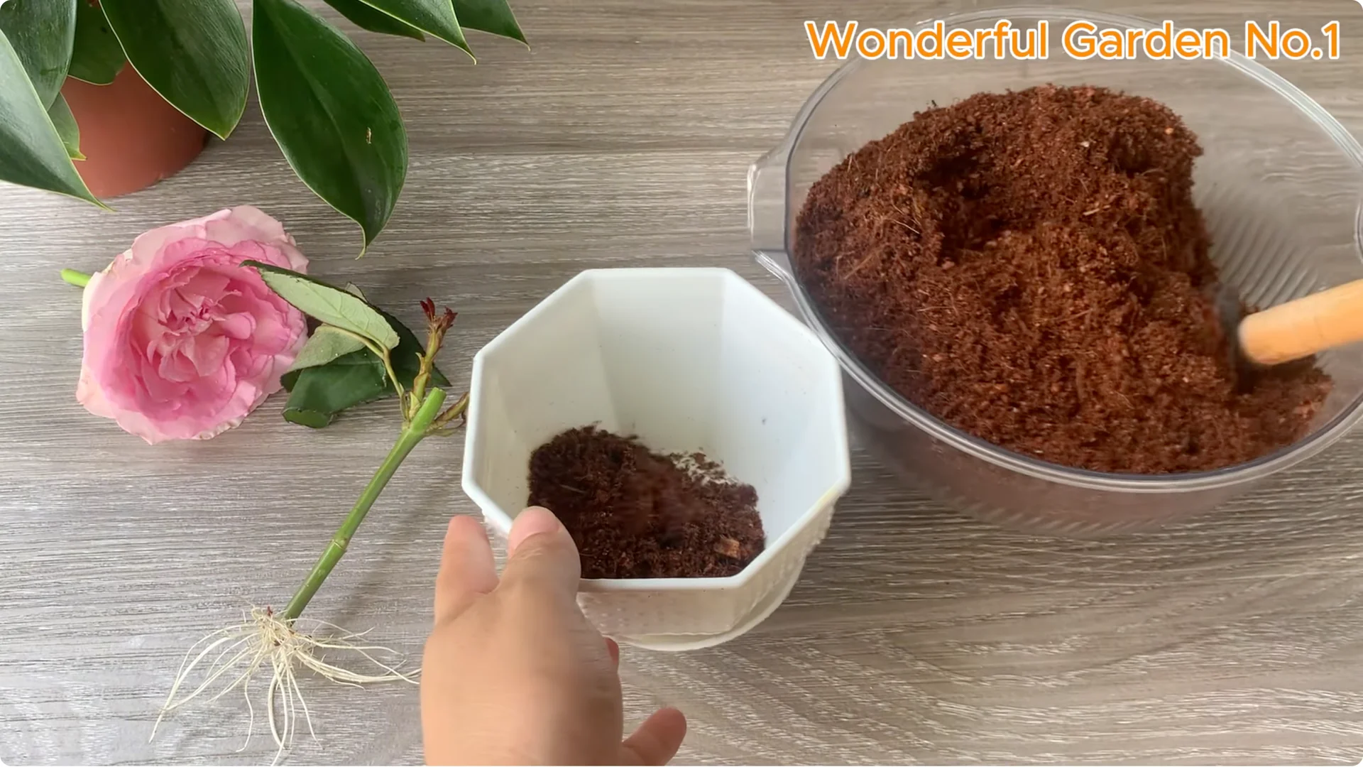 Why Is Just Lemon's Hip Branch Blooming So Beautifully? screenshot 29