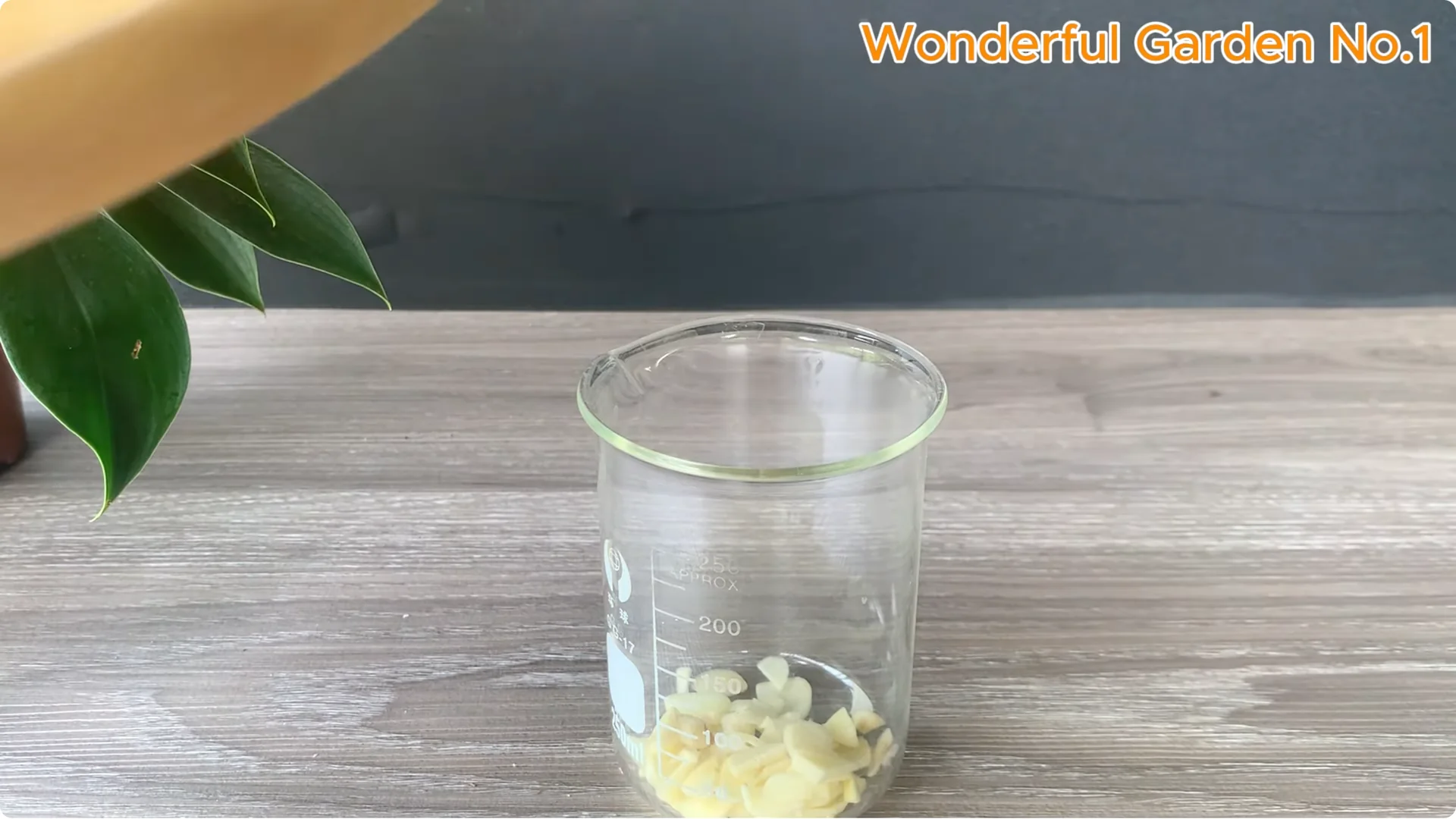 Why Is Just Lemon's Hip Branch Blooming So Beautifully? screenshot 3