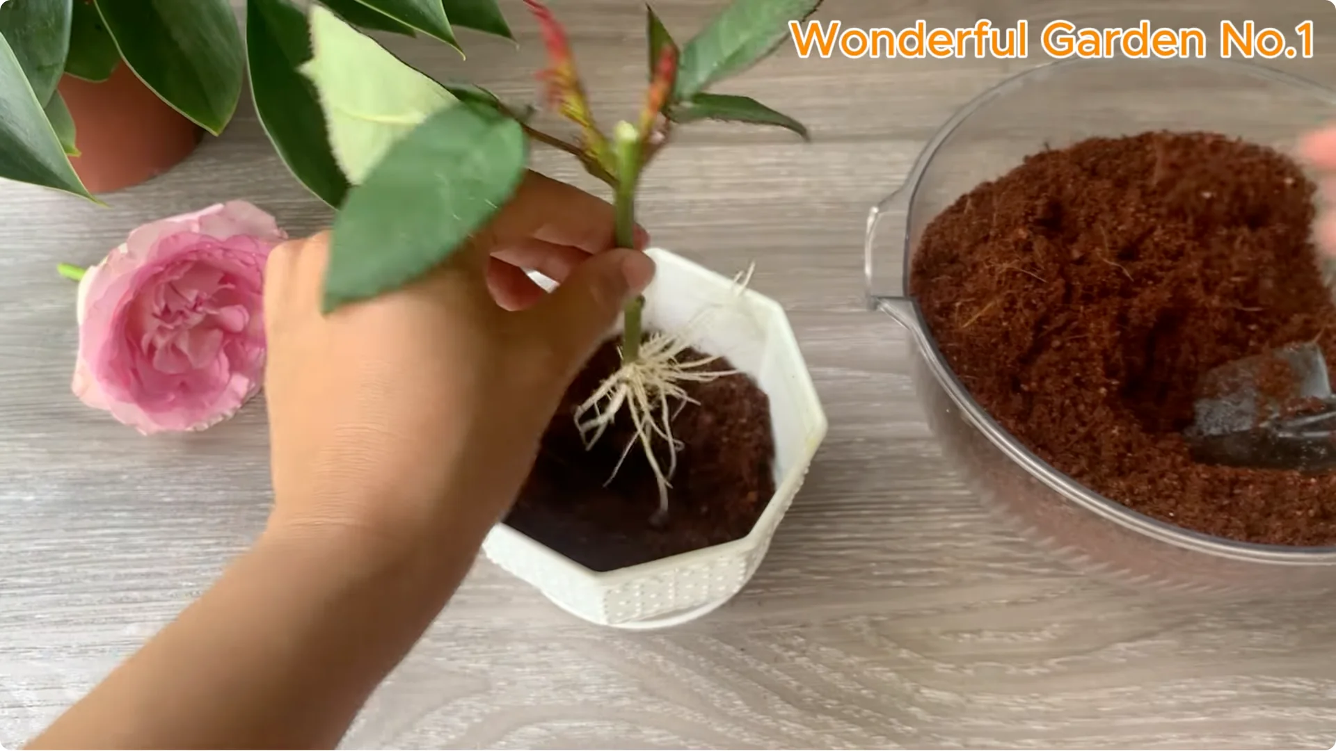 Why Is Just Lemon's Hip Branch Blooming So Beautifully? screenshot 30