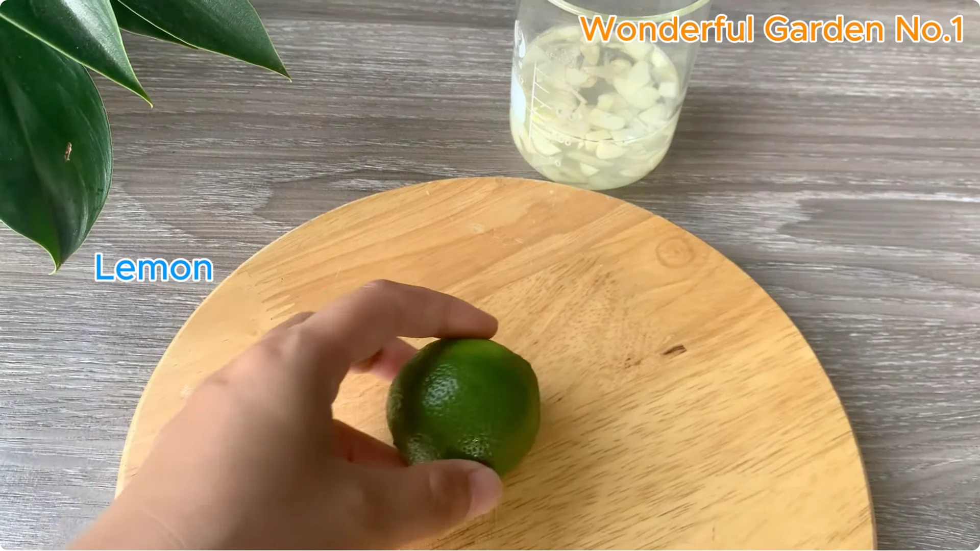 Why Is Just Lemon's Hip Branch Blooming So Beautifully? screenshot 4