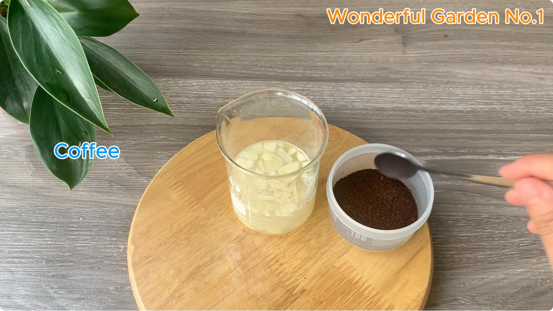 Why Is Just Lemon's Hip Branch Blooming So Beautifully? screenshot 5