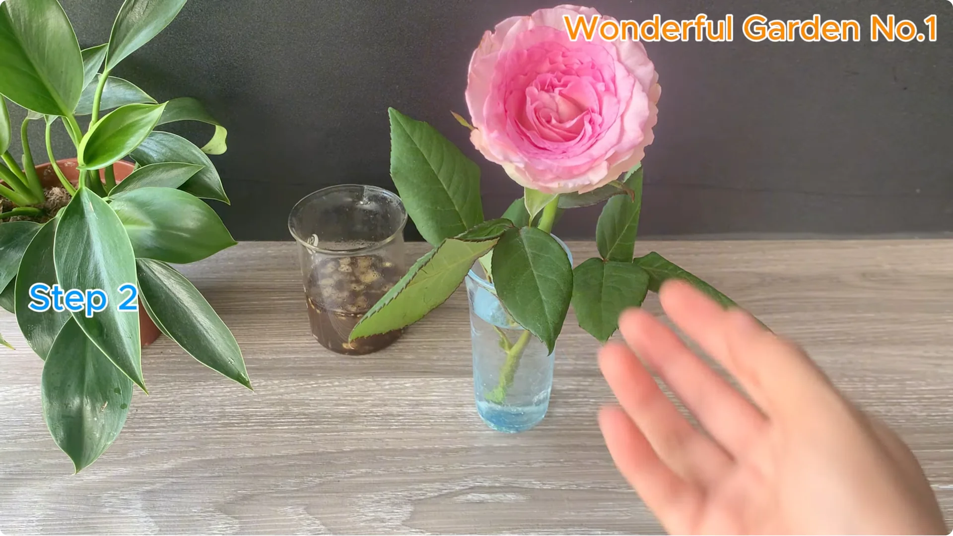 Why Is Just Lemon's Hip Branch Blooming So Beautifully? screenshot 7