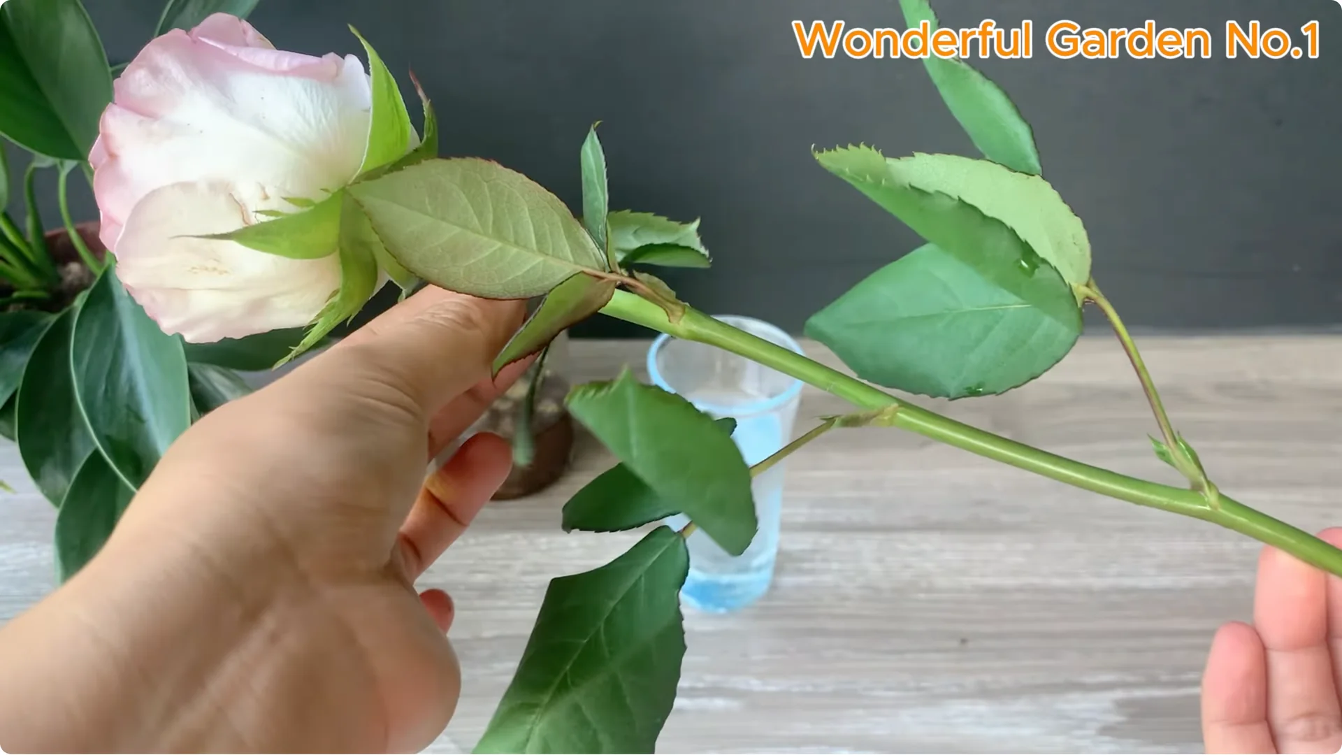 Why Is Just Lemon's Hip Branch Blooming So Beautifully? screenshot 8