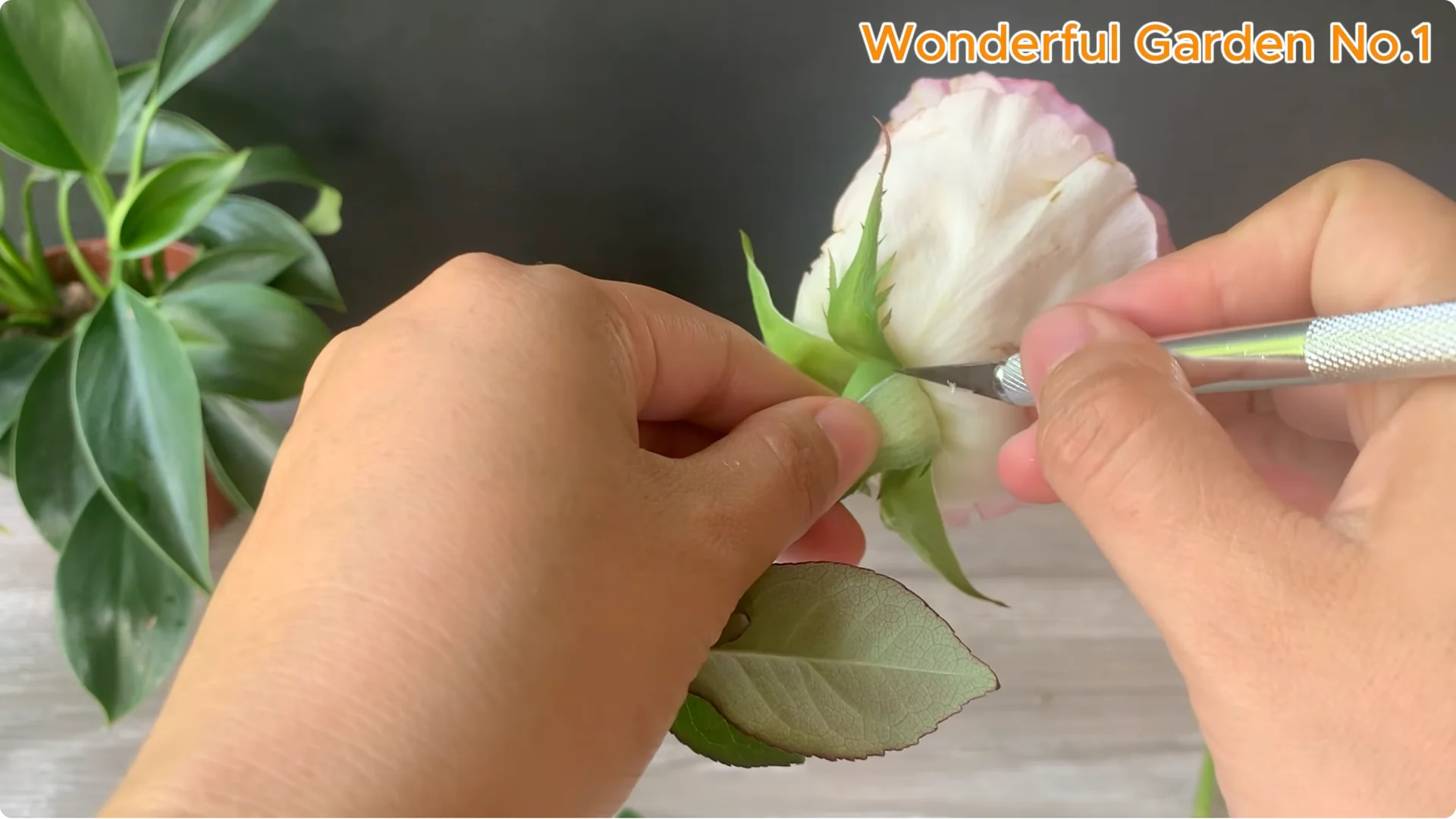 Why Is Just Lemon's Hip Branch Blooming So Beautifully? screenshot 9