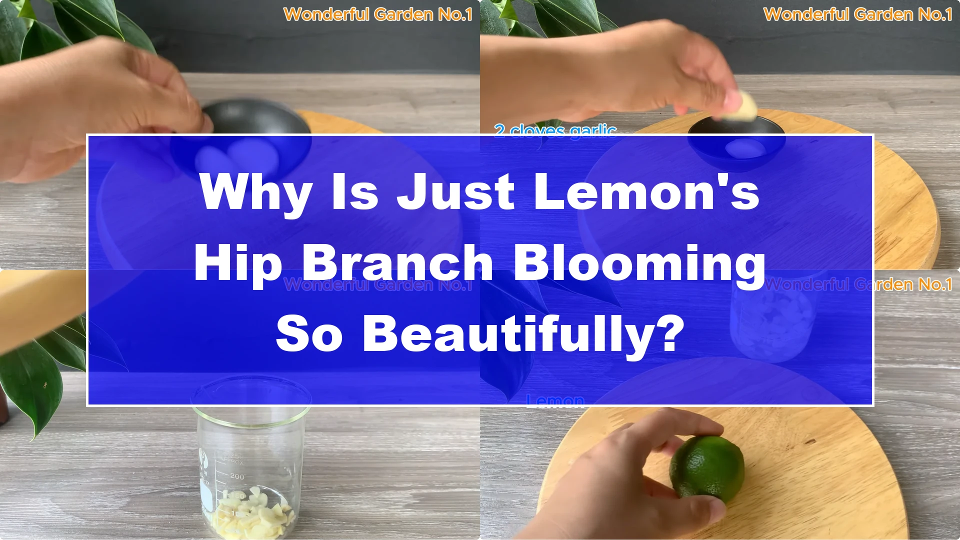 Why Is Just Lemon's Hip Branch Blooming So Beautifully? - Featured Image