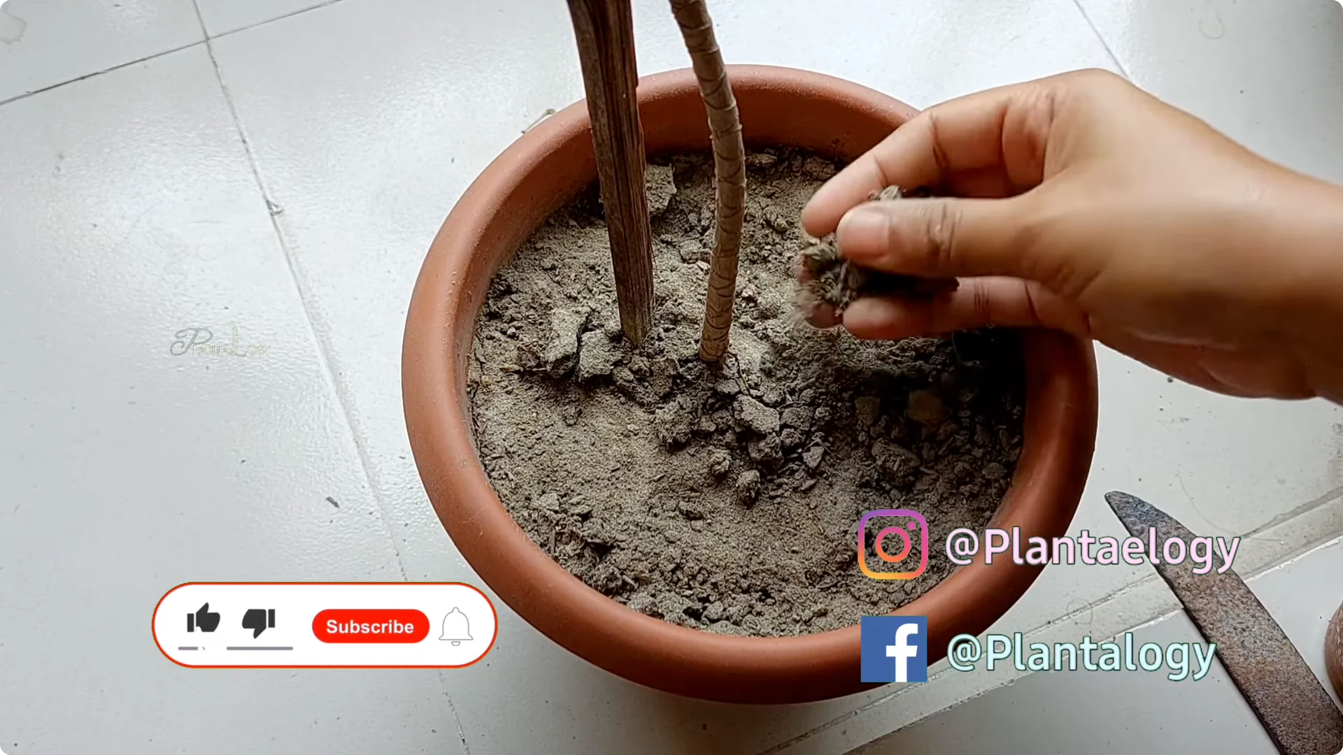 Why Is My Dracaena Plant Turning Yellow? Expert Care Tips screenshot 1