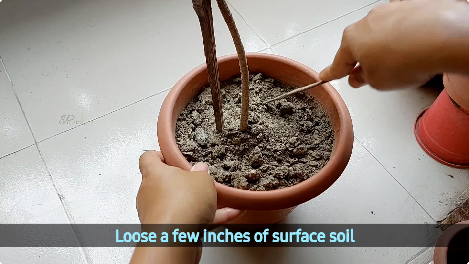 Why Is My Dracaena Plant Turning Yellow? Expert Care Tips screenshot 3