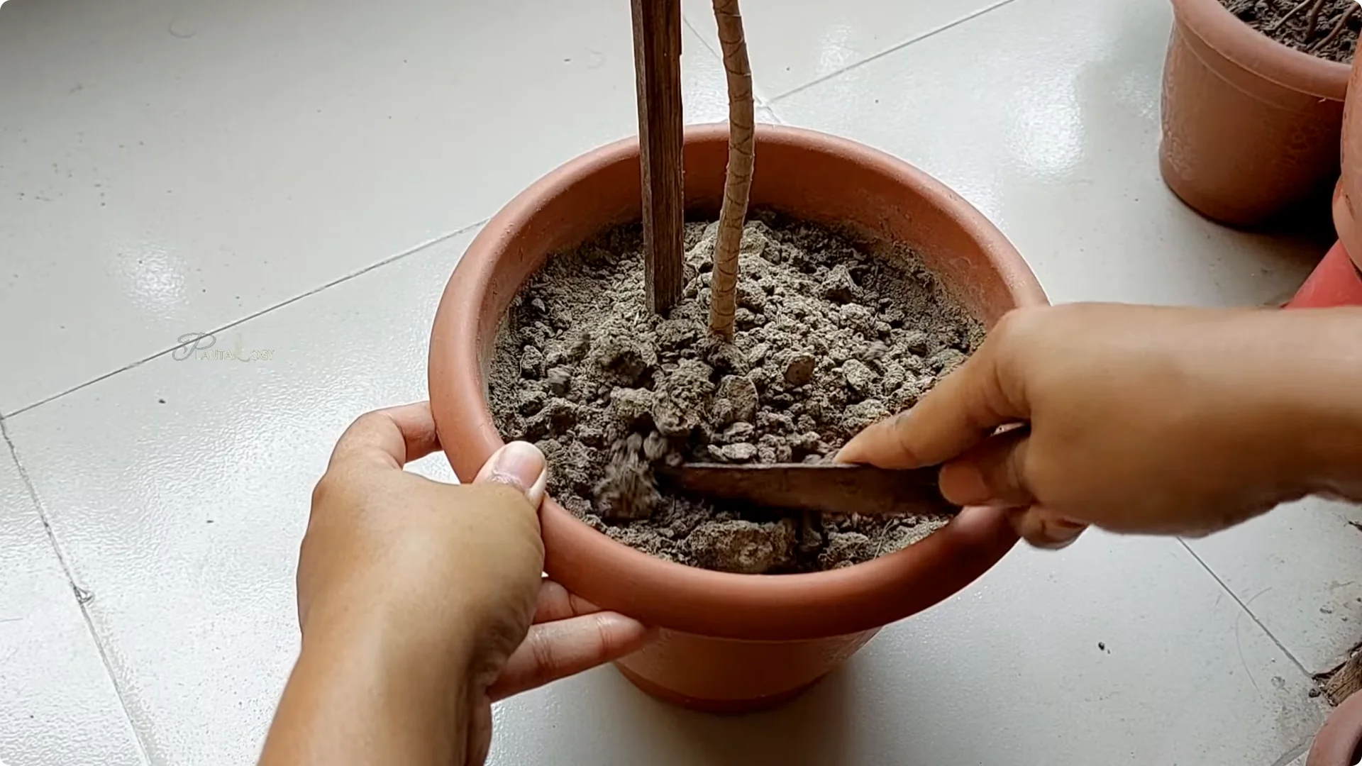Why Is My Dracaena Plant Turning Yellow? Expert Care Tips screenshot 4
