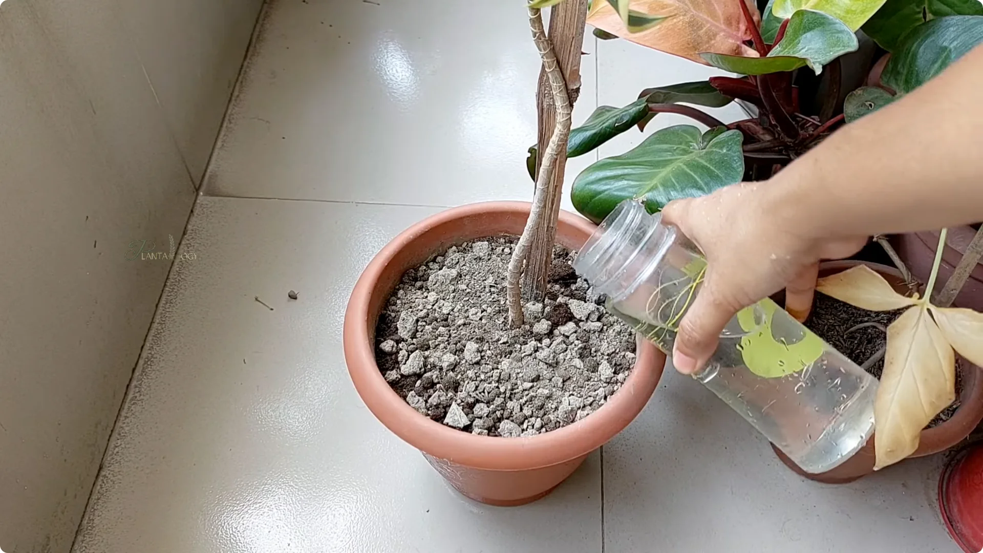 Why Is My Dracaena Plant Turning Yellow? Expert Care Tips screenshot 5