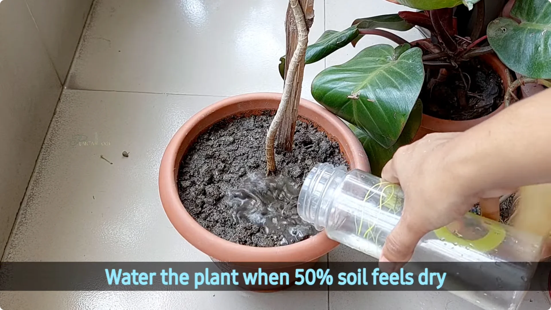 Why Is My Dracaena Plant Turning Yellow? Expert Care Tips screenshot 6