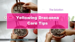 Why Is My Dracaena Plant Turning Yellow? Expert Care Tips - Featured Image