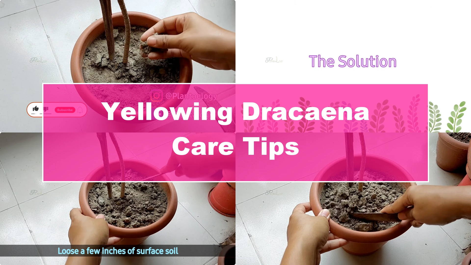 Why Is My Dracaena Plant Turning Yellow? Expert Care Tips - Featured Image