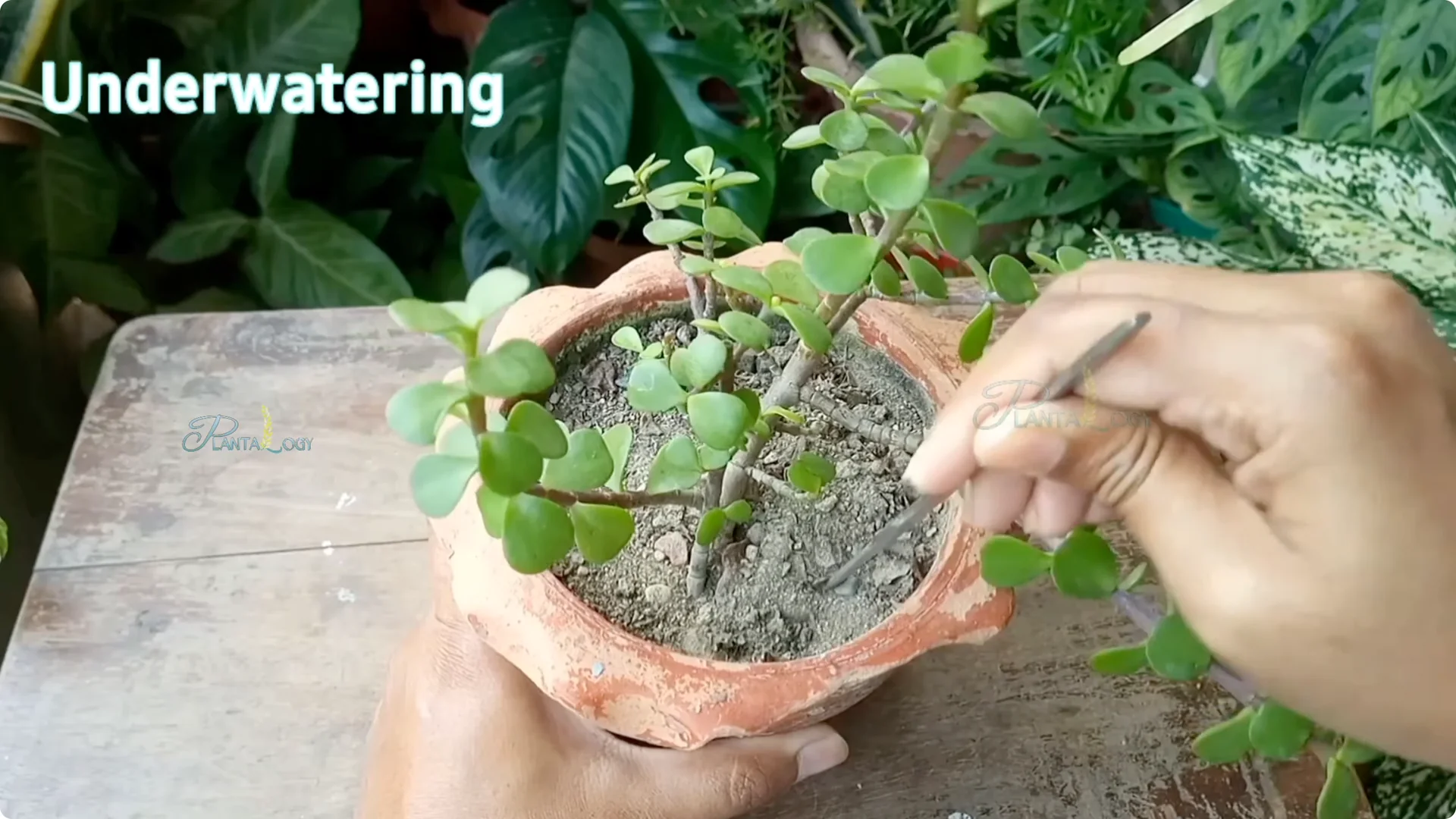 Why Is Your Mini Jade Plant Losing Leaves Indoors? screenshot 1