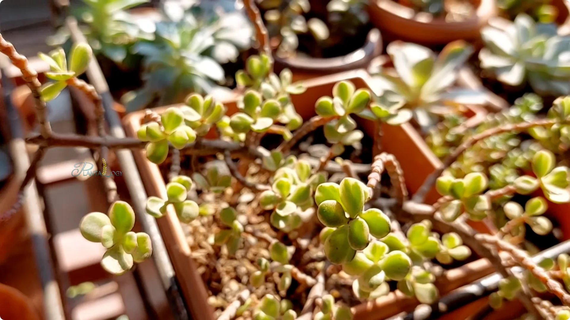 Why Is Your Mini Jade Plant Losing Leaves Indoors? screenshot 10
