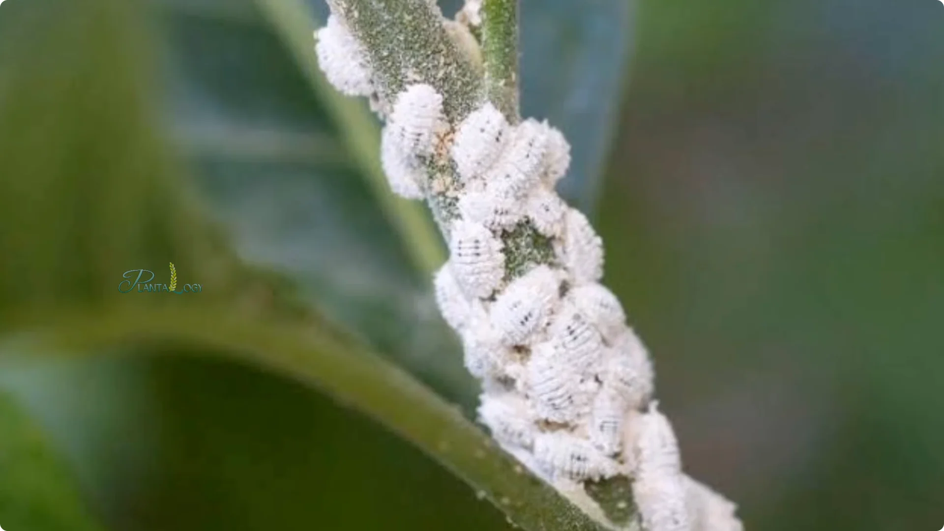 Why Is Your Mini Jade Plant Losing Leaves Indoors? screenshot 11