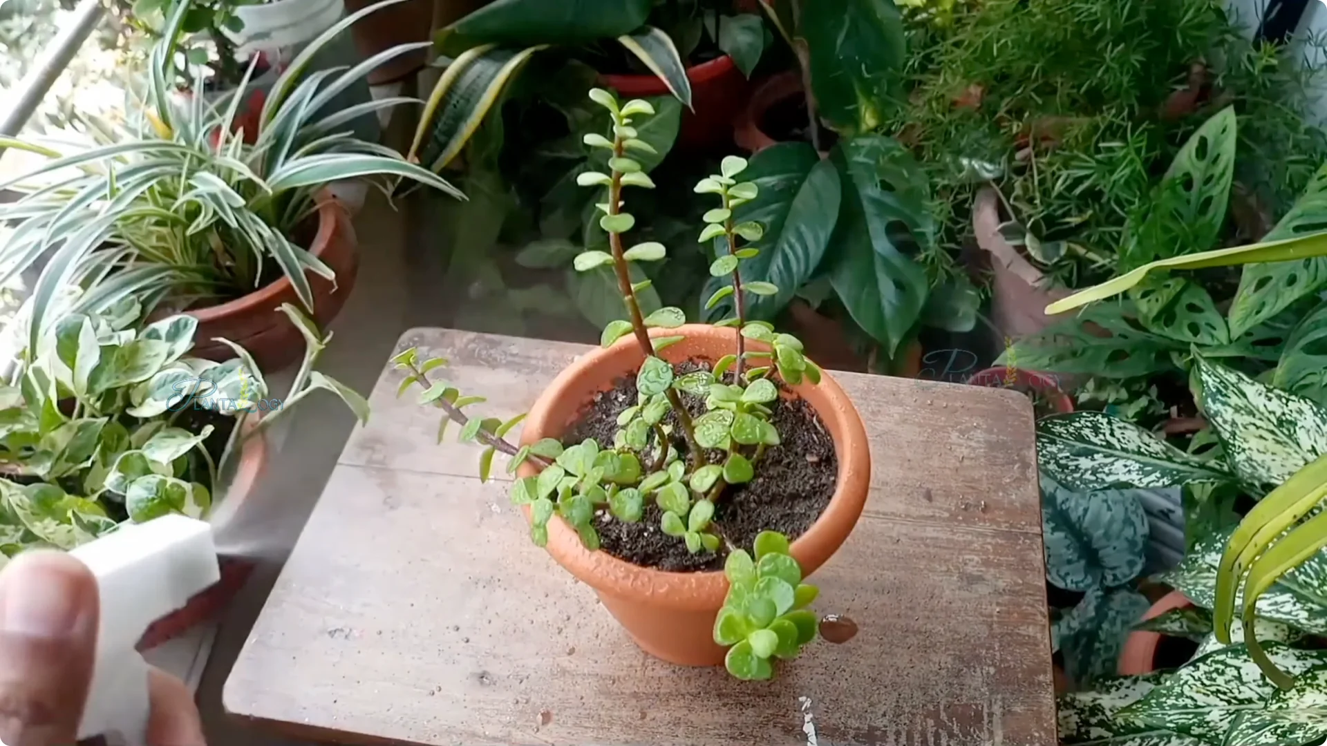 Why Is Your Mini Jade Plant Losing Leaves Indoors? screenshot 12