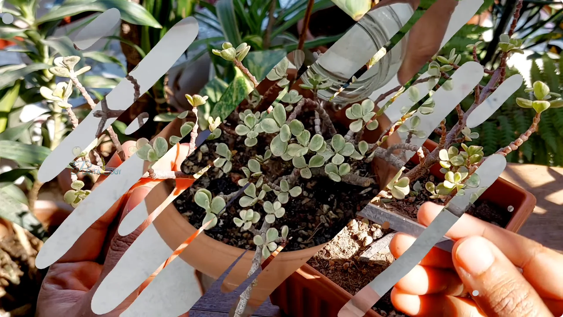 Why Is Your Mini Jade Plant Losing Leaves Indoors? screenshot 2