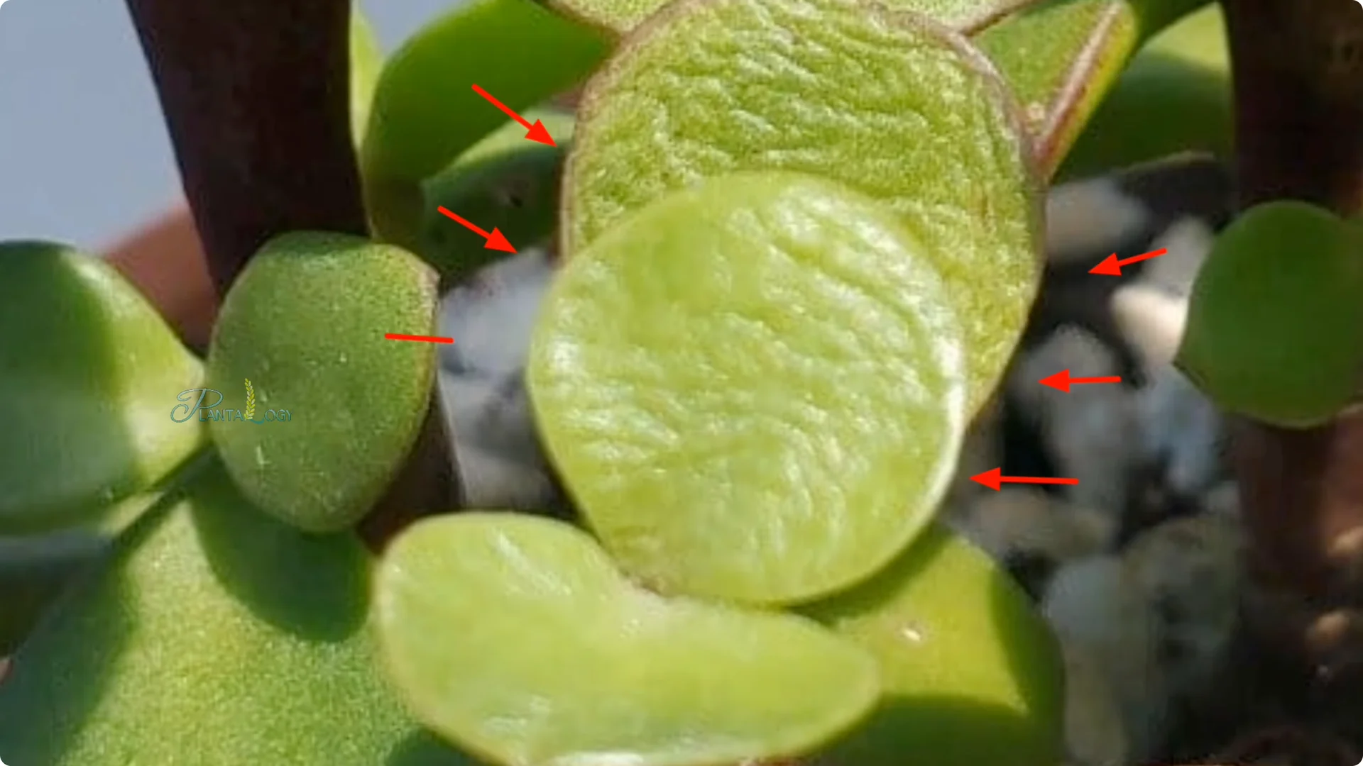 Why Is Your Mini Jade Plant Losing Leaves Indoors? screenshot 3