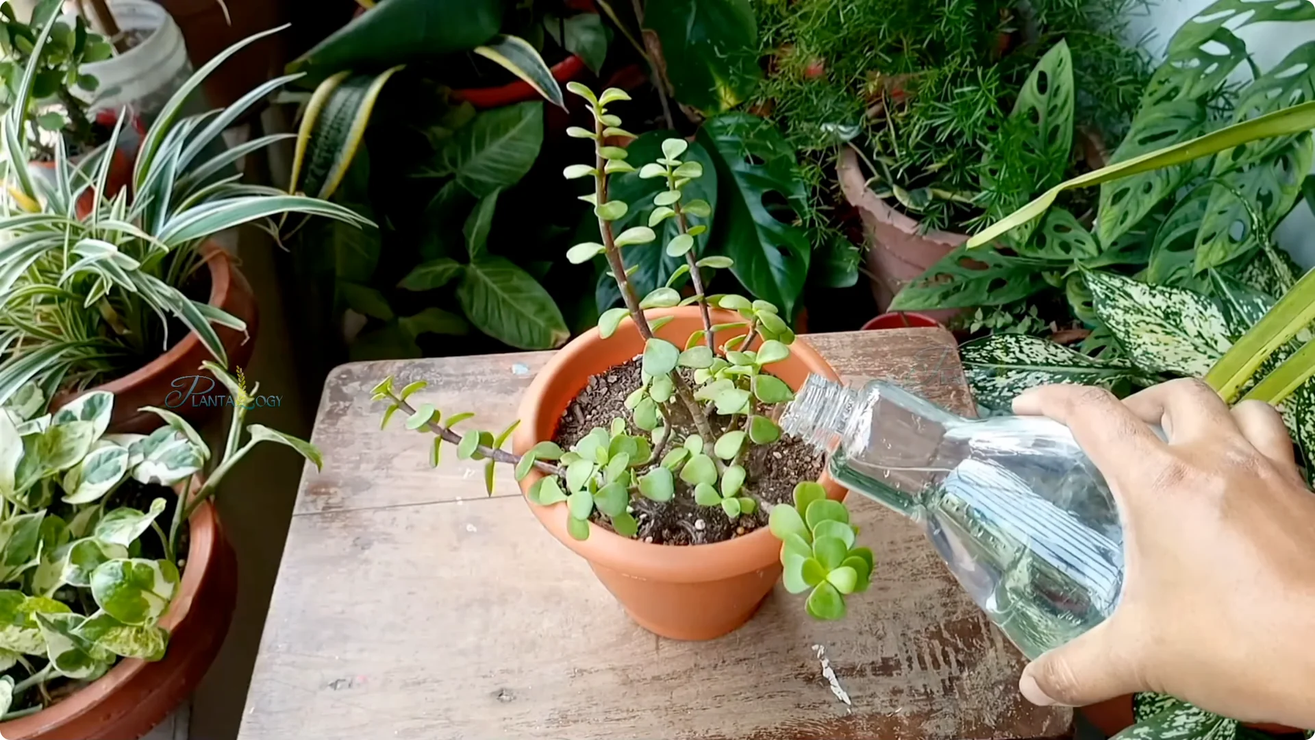 Why Is Your Mini Jade Plant Losing Leaves Indoors? screenshot 4