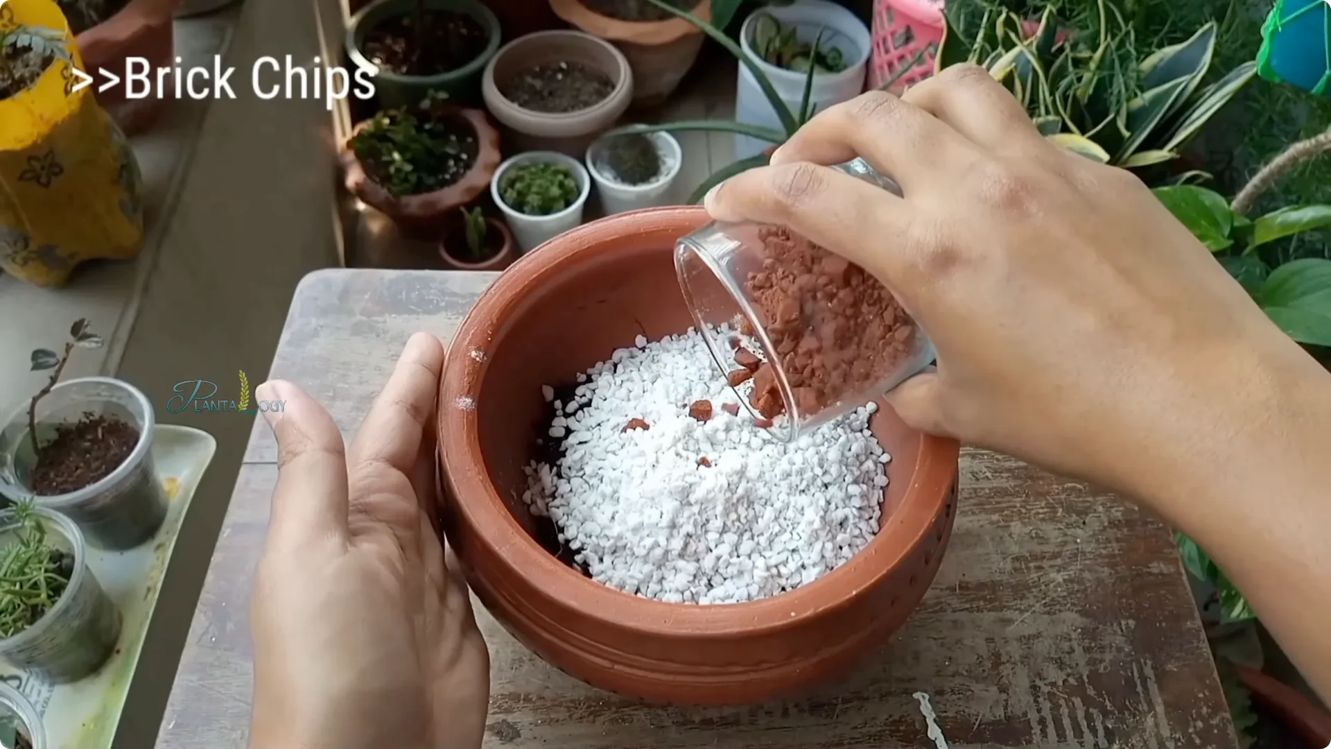 Why Is Your Mini Jade Plant Losing Leaves Indoors? screenshot 5