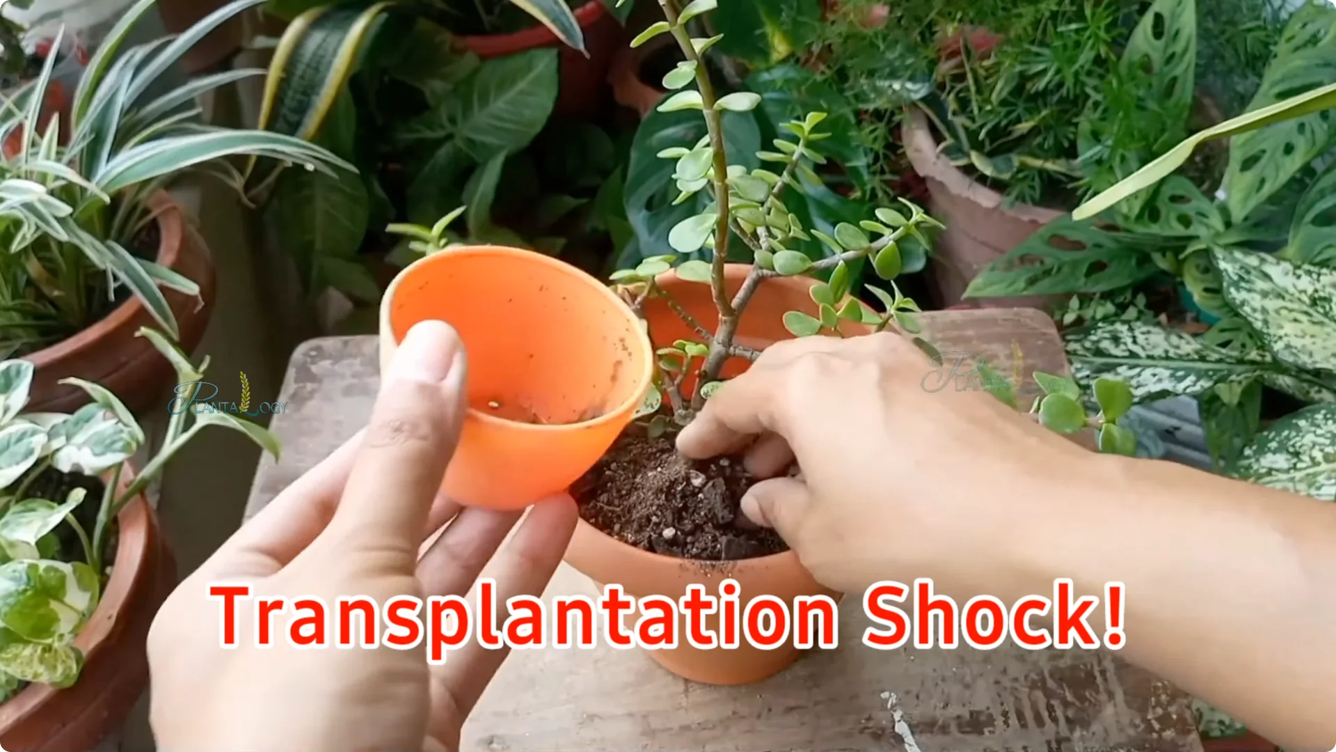 Why Is Your Mini Jade Plant Losing Leaves Indoors? screenshot 7