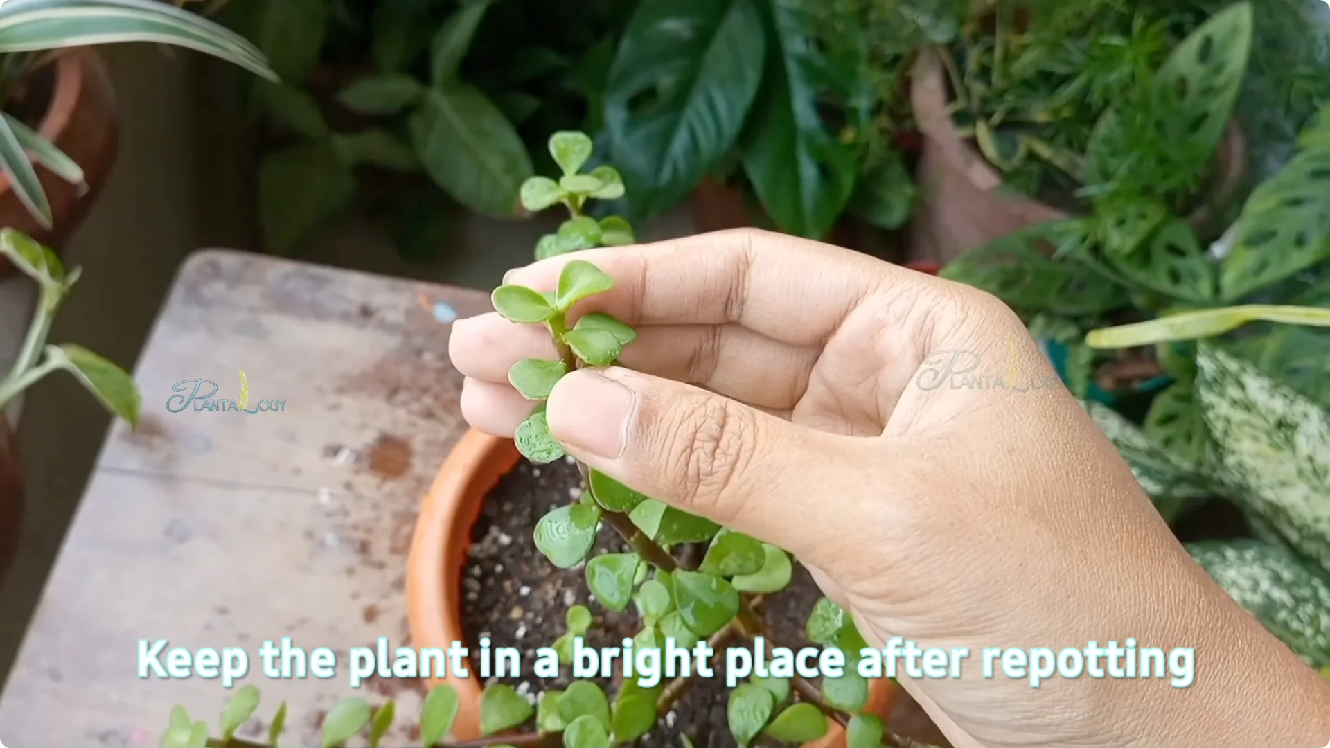 Why Is Your Mini Jade Plant Losing Leaves Indoors? screenshot 8