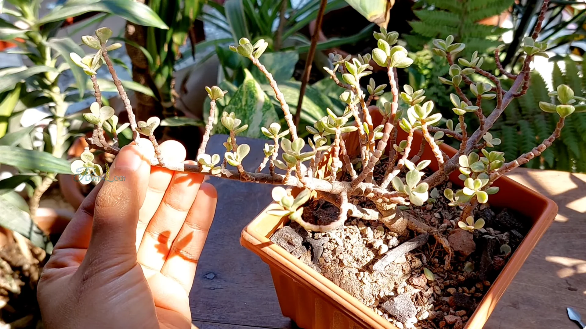 Why Is Your Mini Jade Plant Losing Leaves Indoors? screenshot 9