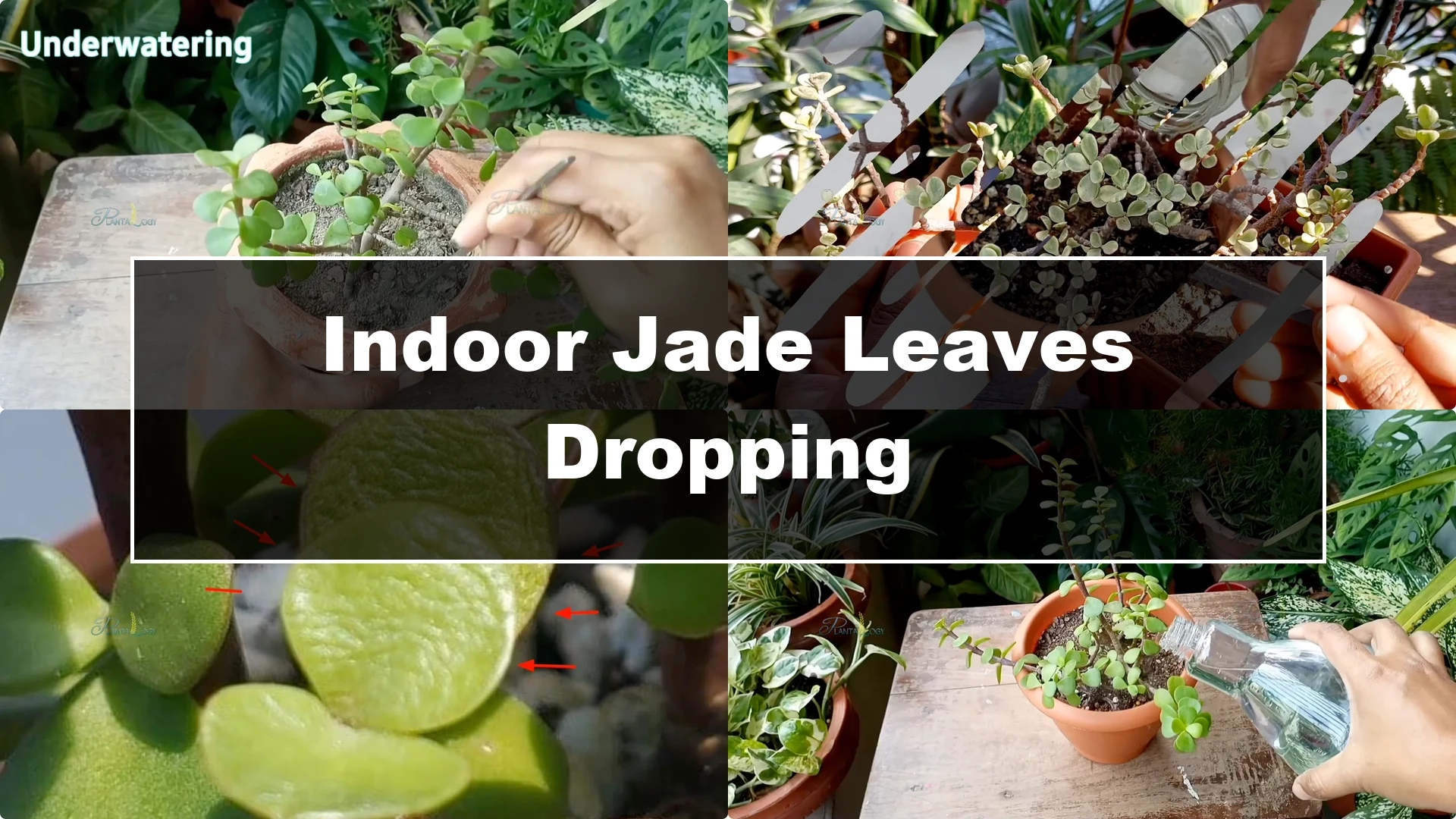 Why Is Your Mini Jade Plant Losing Leaves Indoors? - Featured Image