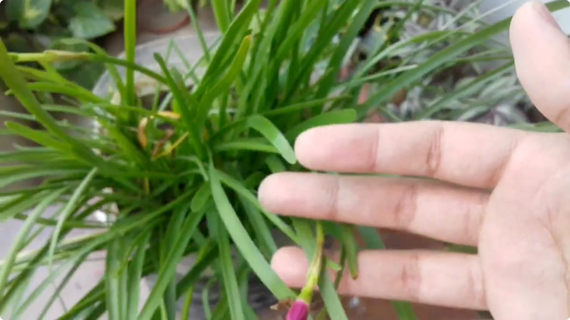 Why Is Your Rain Lily Not Flowering? Top 5 Causes Explained screenshot 1