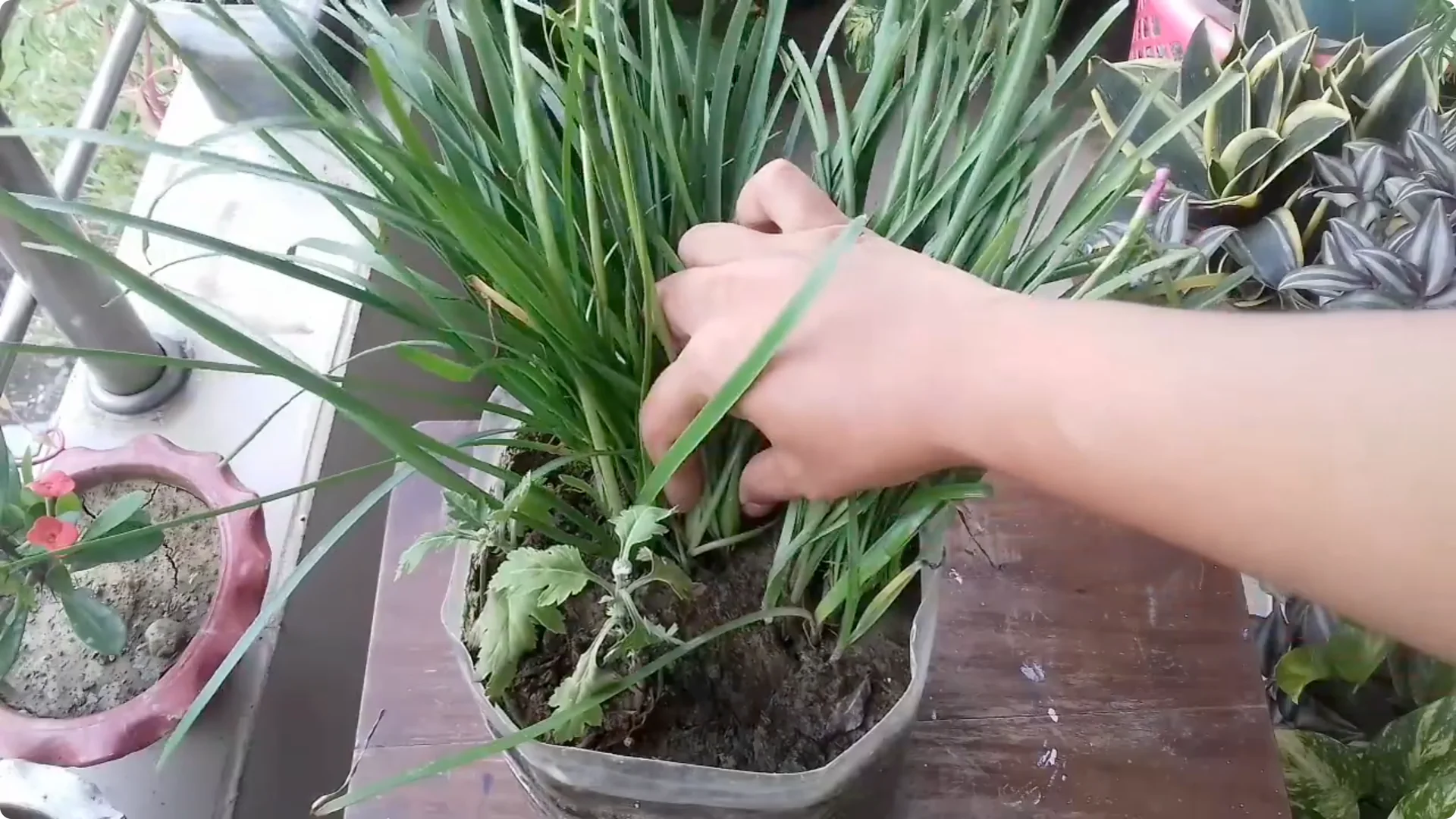 Why Is Your Rain Lily Not Flowering? Top 5 Causes Explained screenshot 2