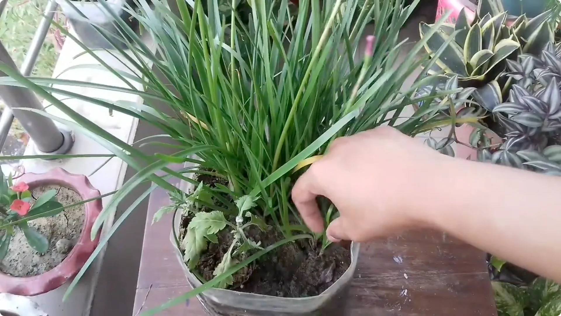 Why Is Your Rain Lily Not Flowering? Top 5 Causes Explained screenshot 3