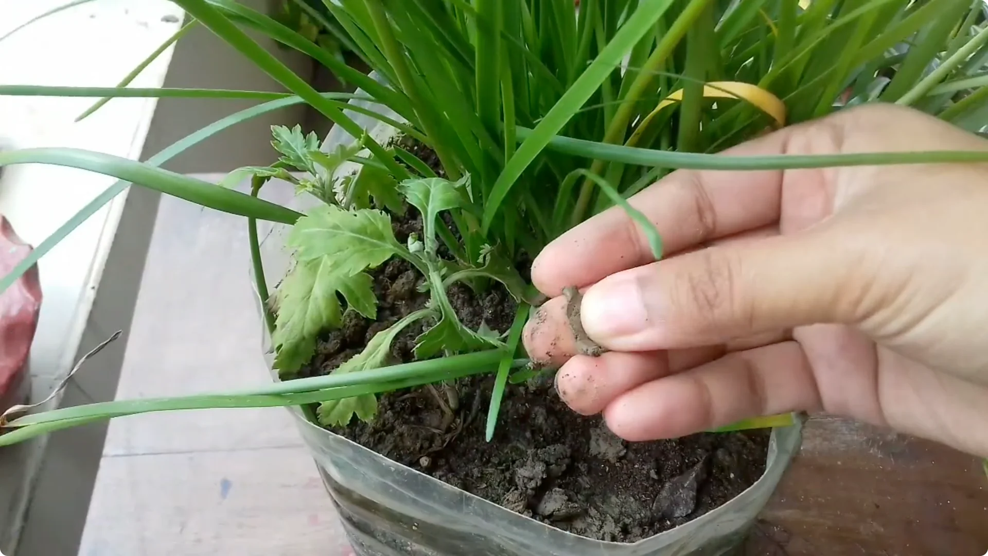 Why Is Your Rain Lily Not Flowering? Top 5 Causes Explained screenshot 4