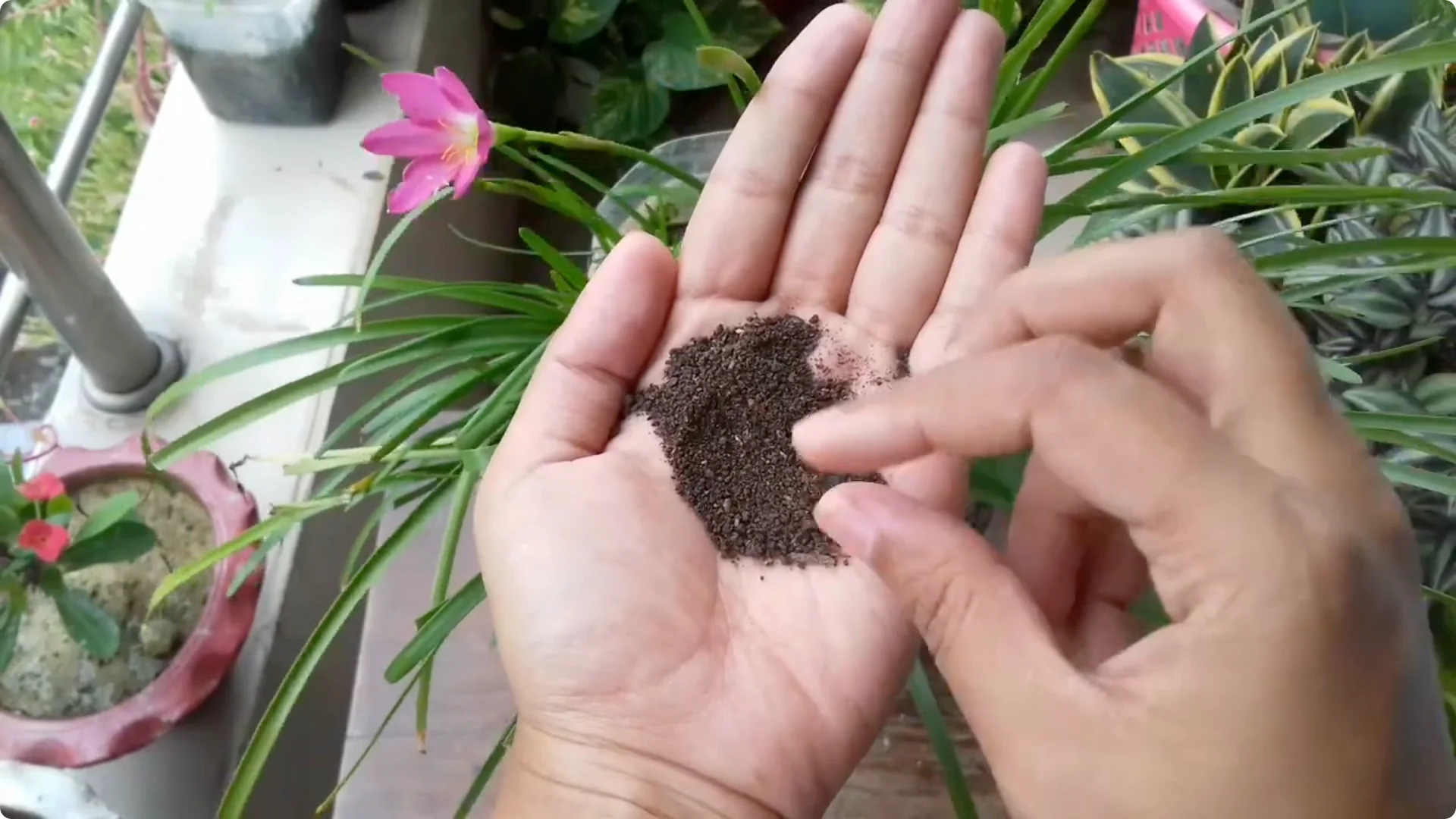 Why Is Your Rain Lily Not Flowering? Top 5 Causes Explained screenshot 5