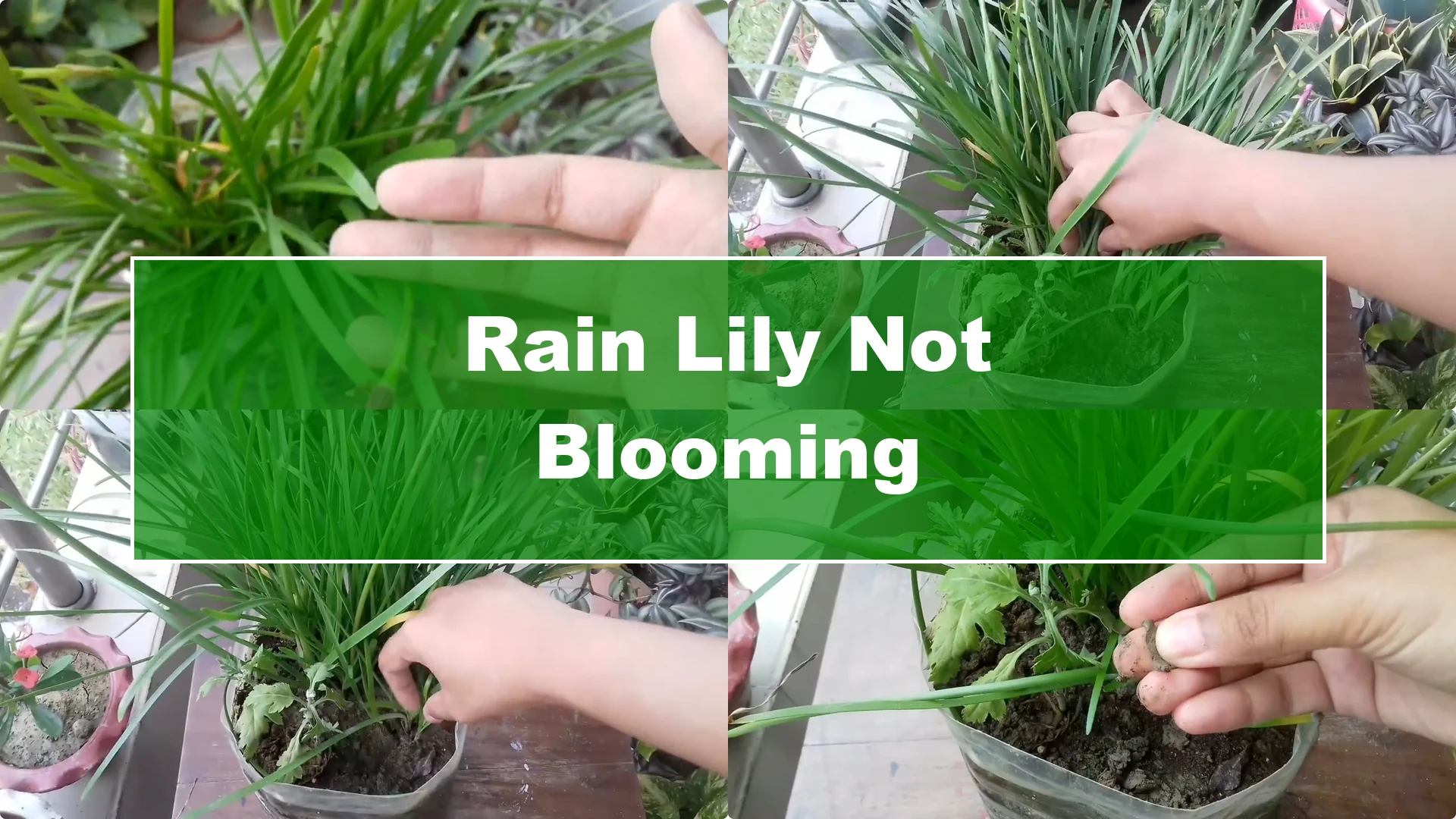 Why Is Your Rain Lily Not Flowering? Top 5 Causes Explained - Featured Image