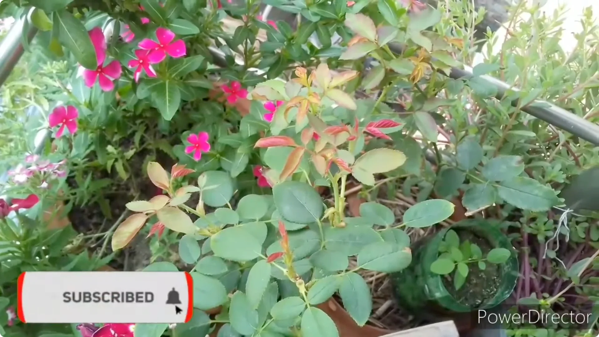 Why Is Your Rose Plant Stunted? Causes and Easy Fixes screenshot 1