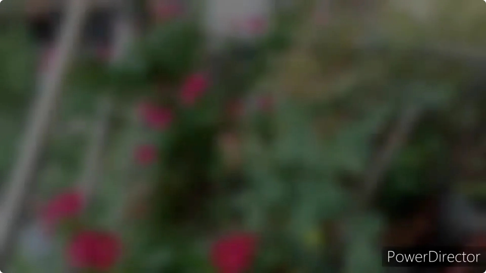 Why Is Your Rose Plant Stunted? Causes and Easy Fixes screenshot 10