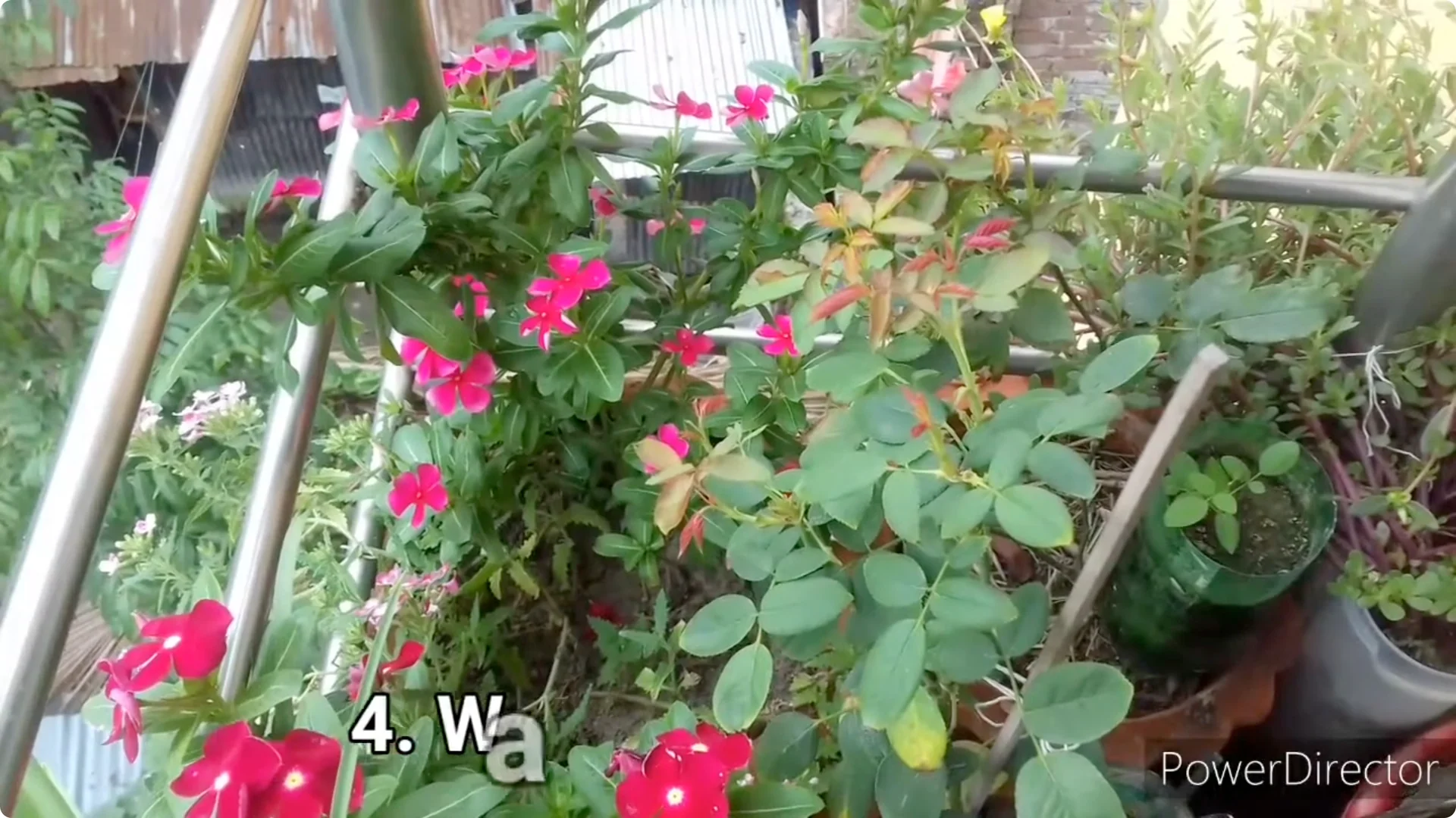 Why Is Your Rose Plant Stunted? Causes and Easy Fixes screenshot 11