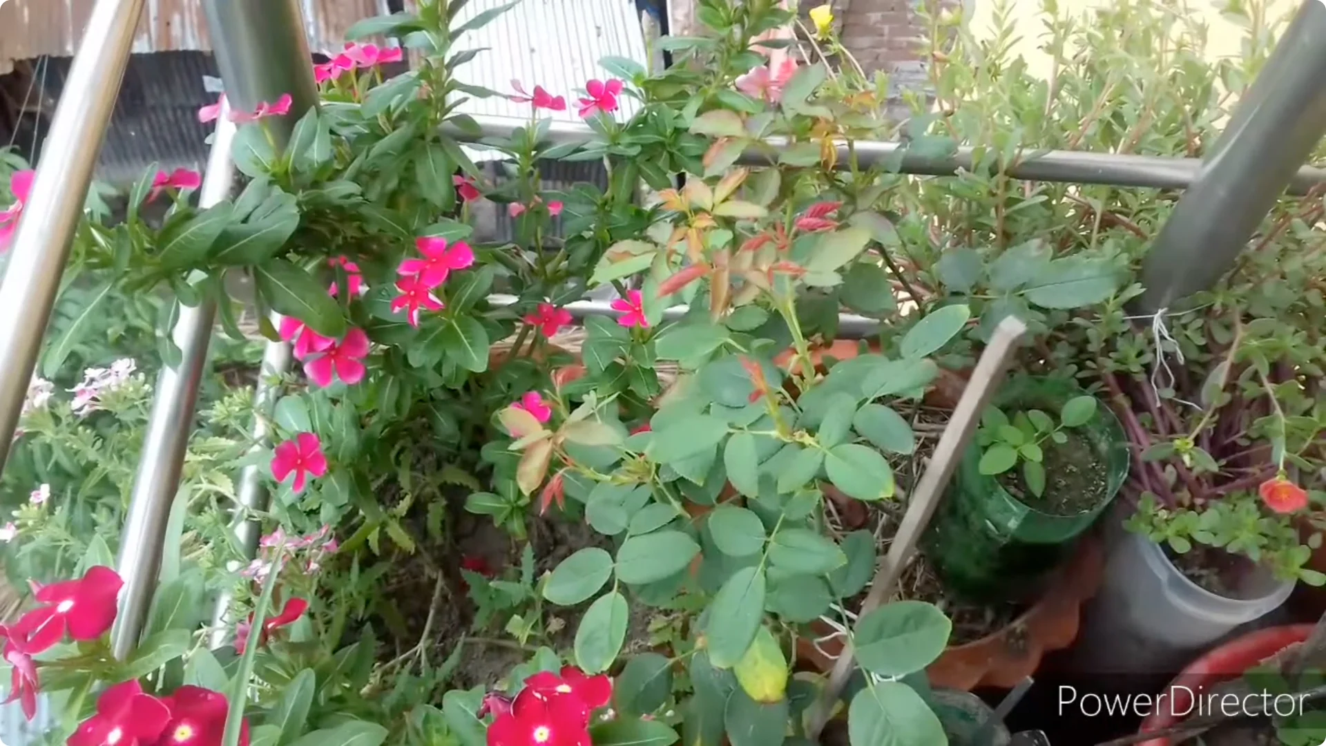 Why Is Your Rose Plant Stunted? Causes and Easy Fixes screenshot 12