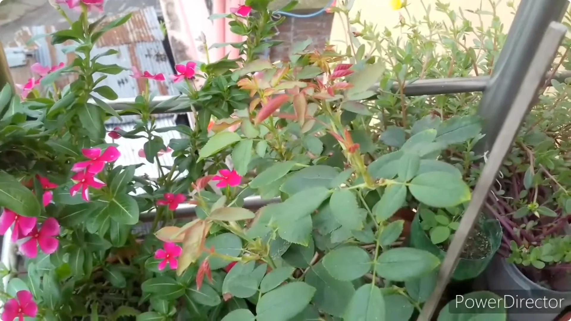 Why Is Your Rose Plant Stunted? Causes and Easy Fixes screenshot 14