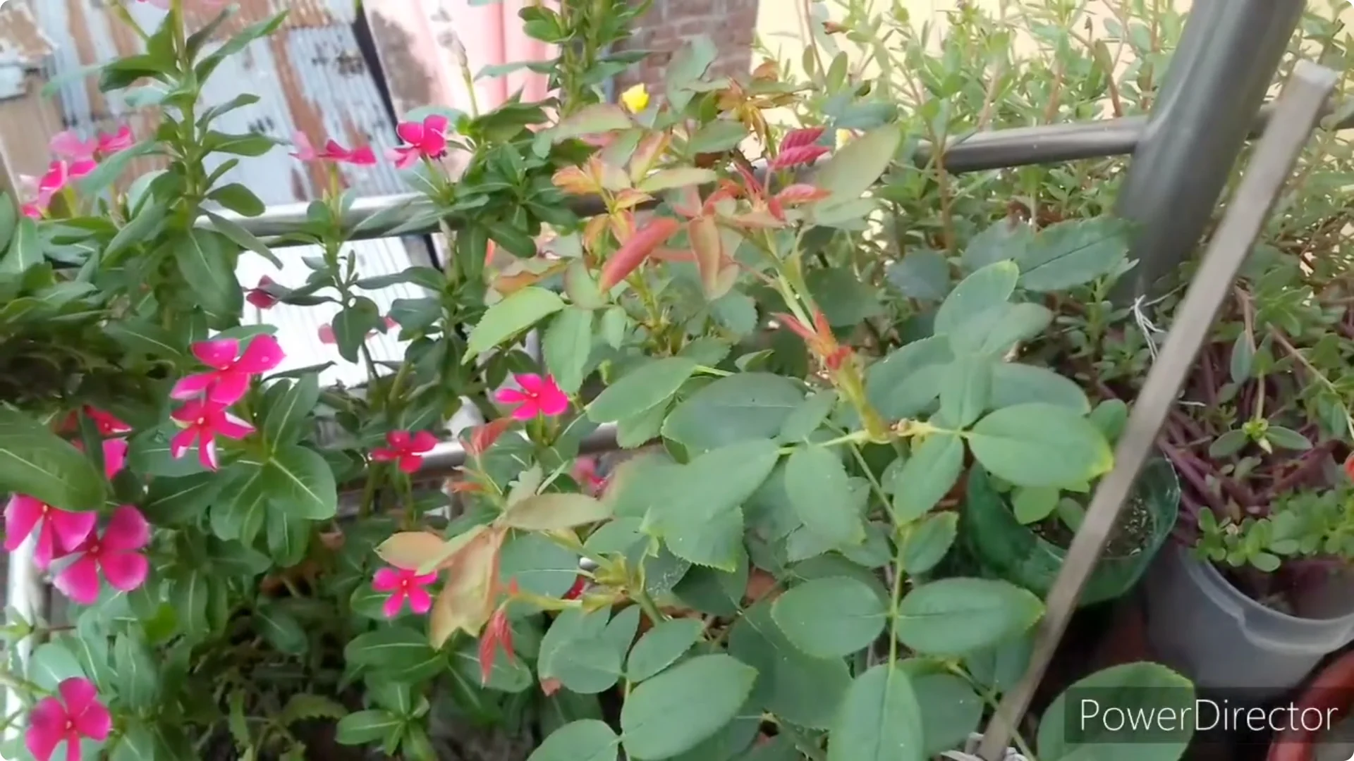 Why Is Your Rose Plant Stunted? Causes and Easy Fixes screenshot 15